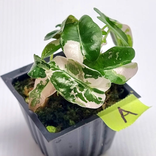 Alocasia Pink Swirl variegated