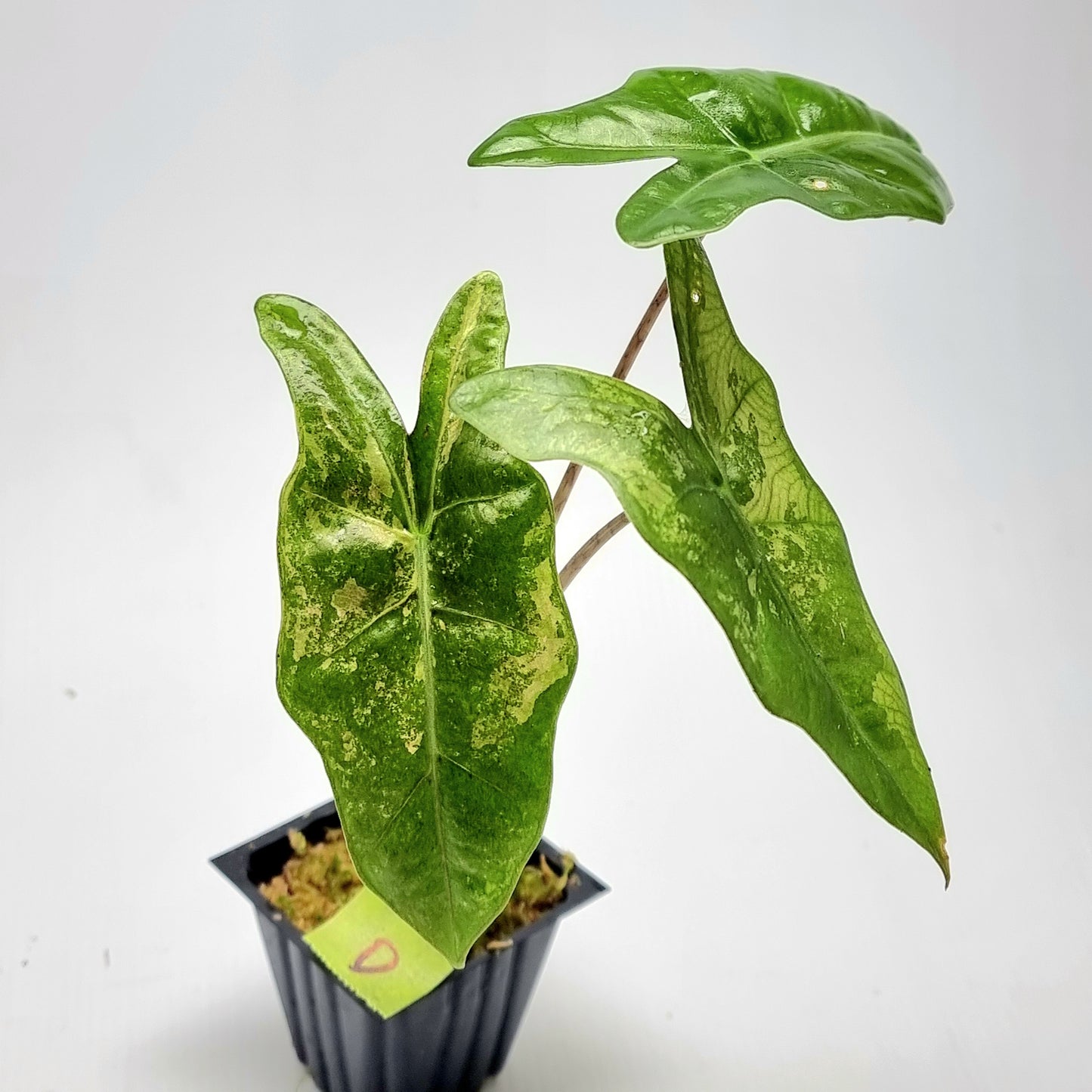 Alocasia pseudosanderiana Pink Variegated