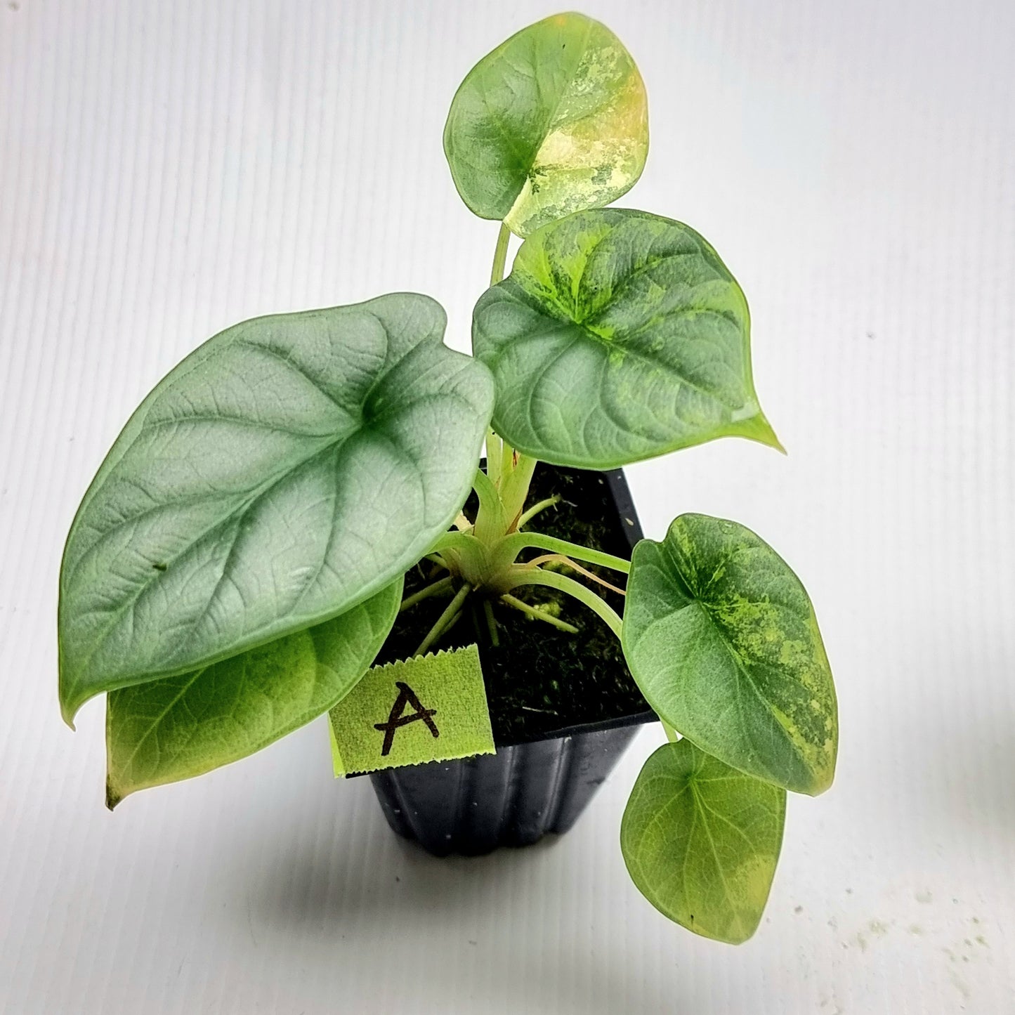 Alocasia Silver Dragon LOW Variegated