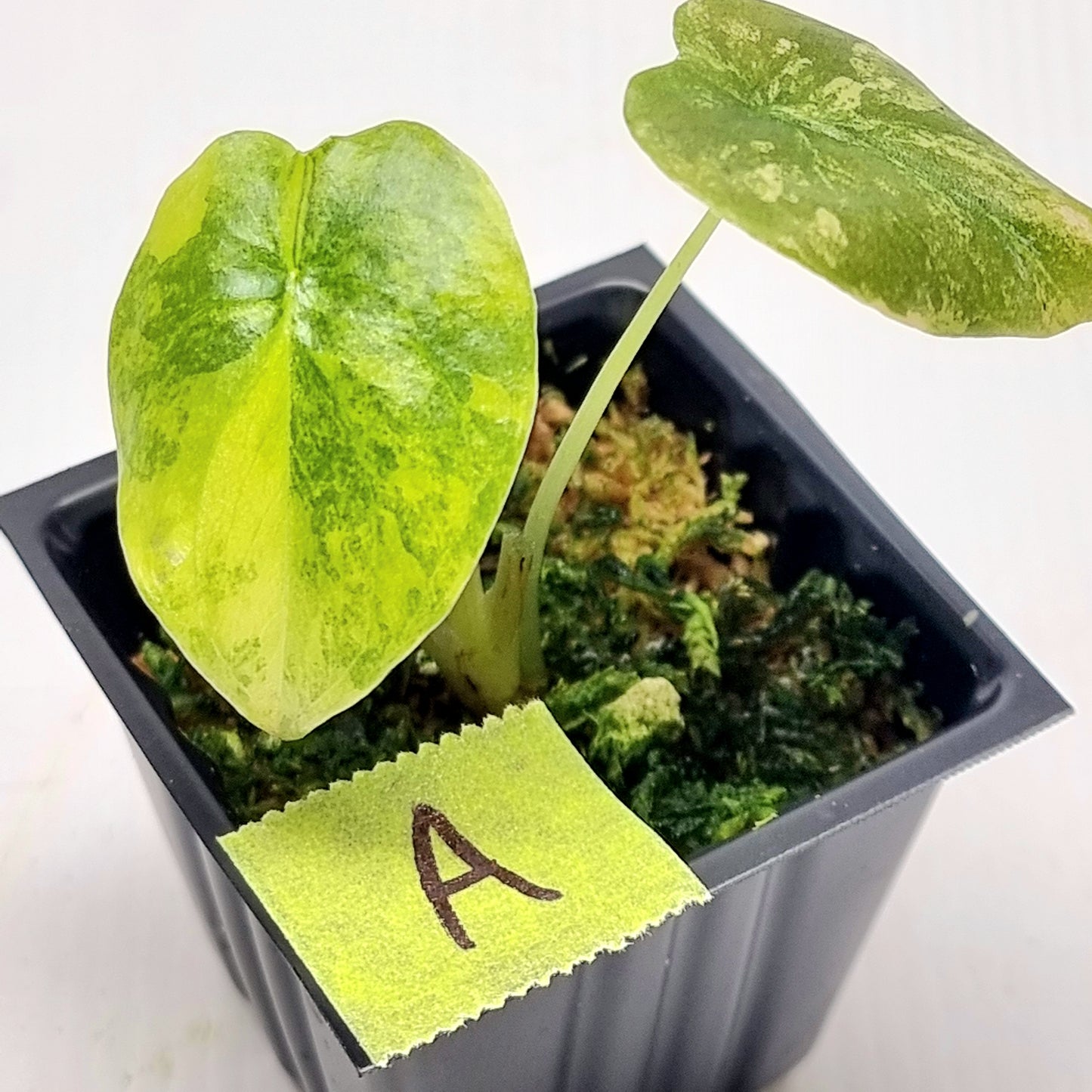 Alocasia Cuprea Latte (Aurea Variegated)