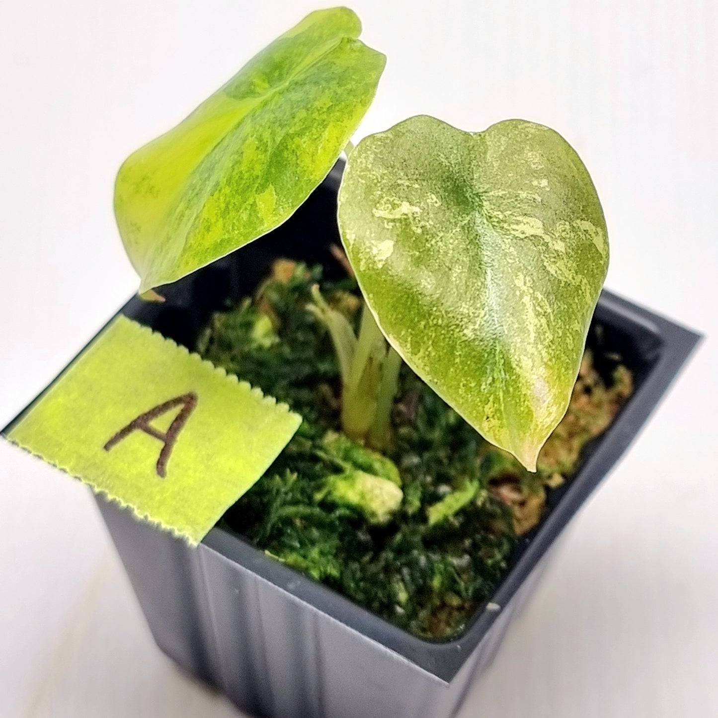 Alocasia Cuprea Latte (Aurea Variegated)