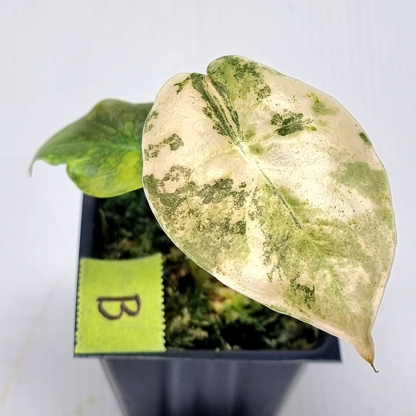 Alocasia Cuprea Latte (Aurea Variegated)