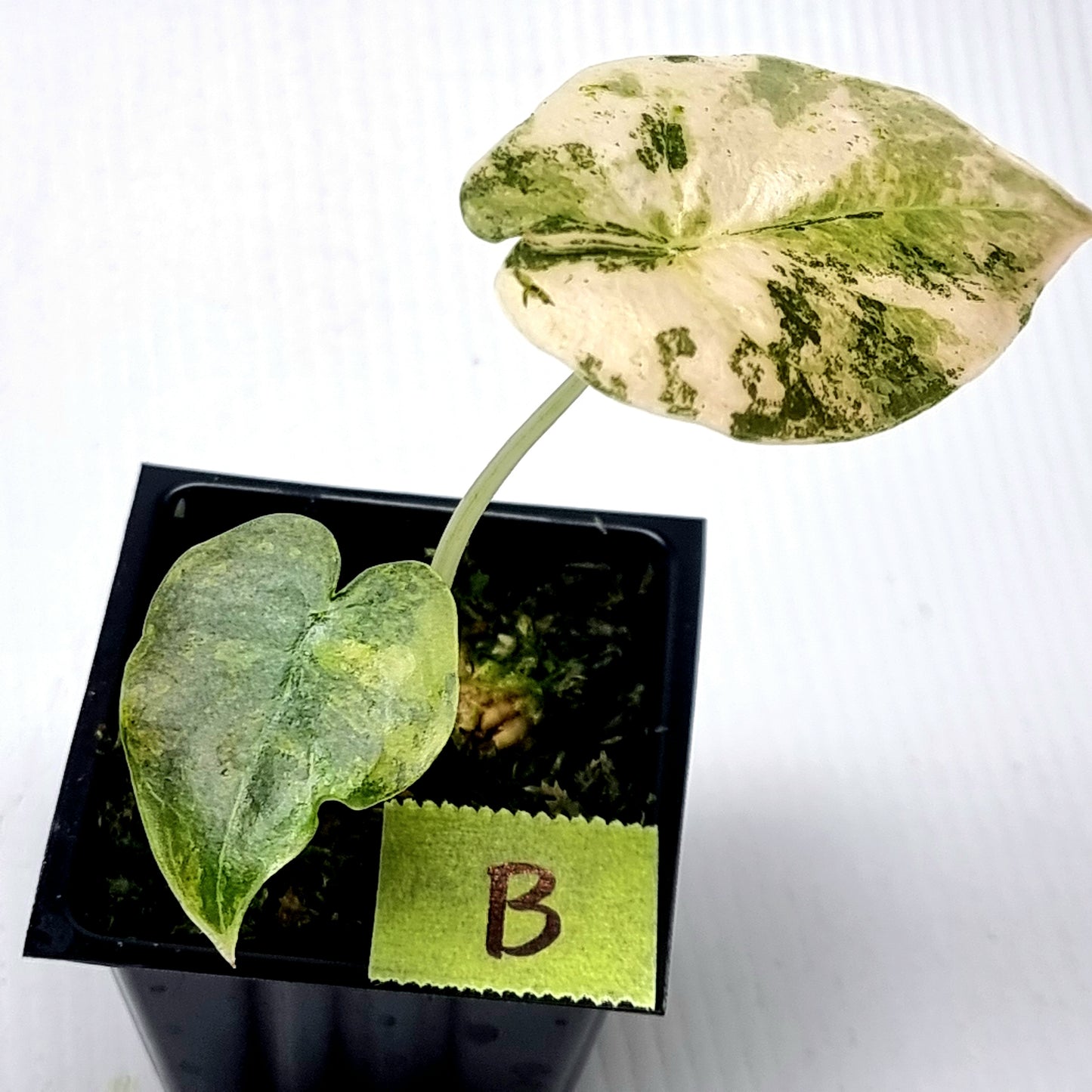 Alocasia Cuprea Latte (Aurea Variegated)