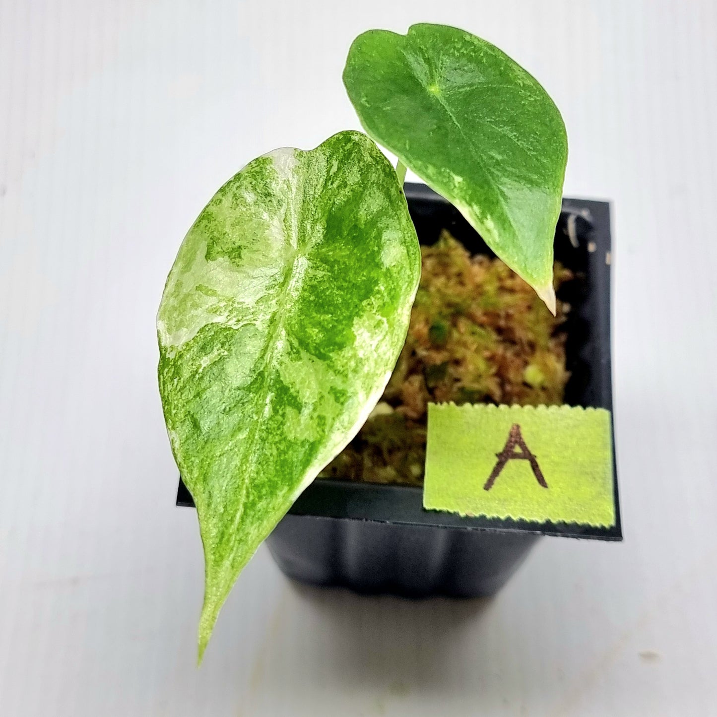 Alocasia Nairobi Night Variegated
