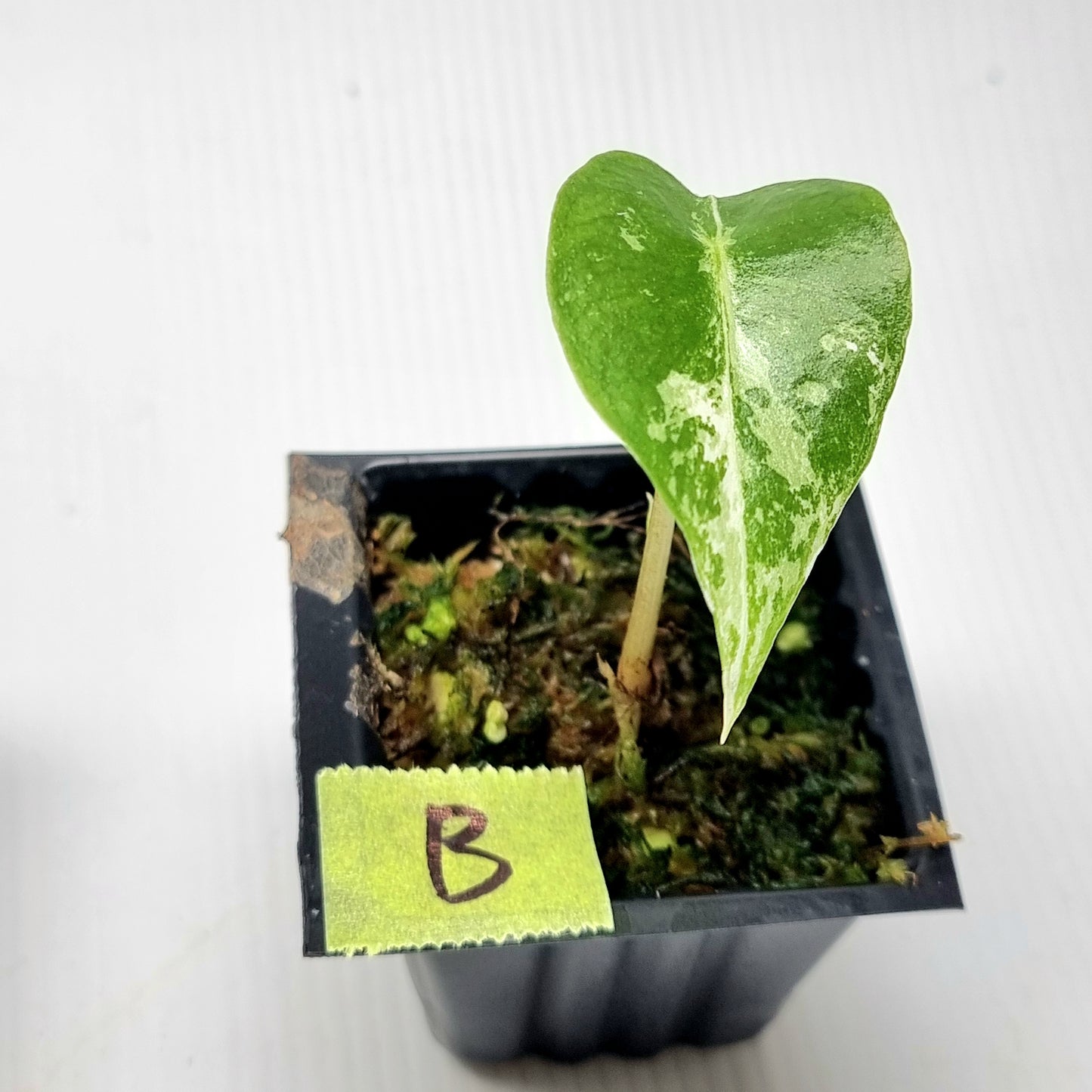 Alocasia Nairobi Night Variegated