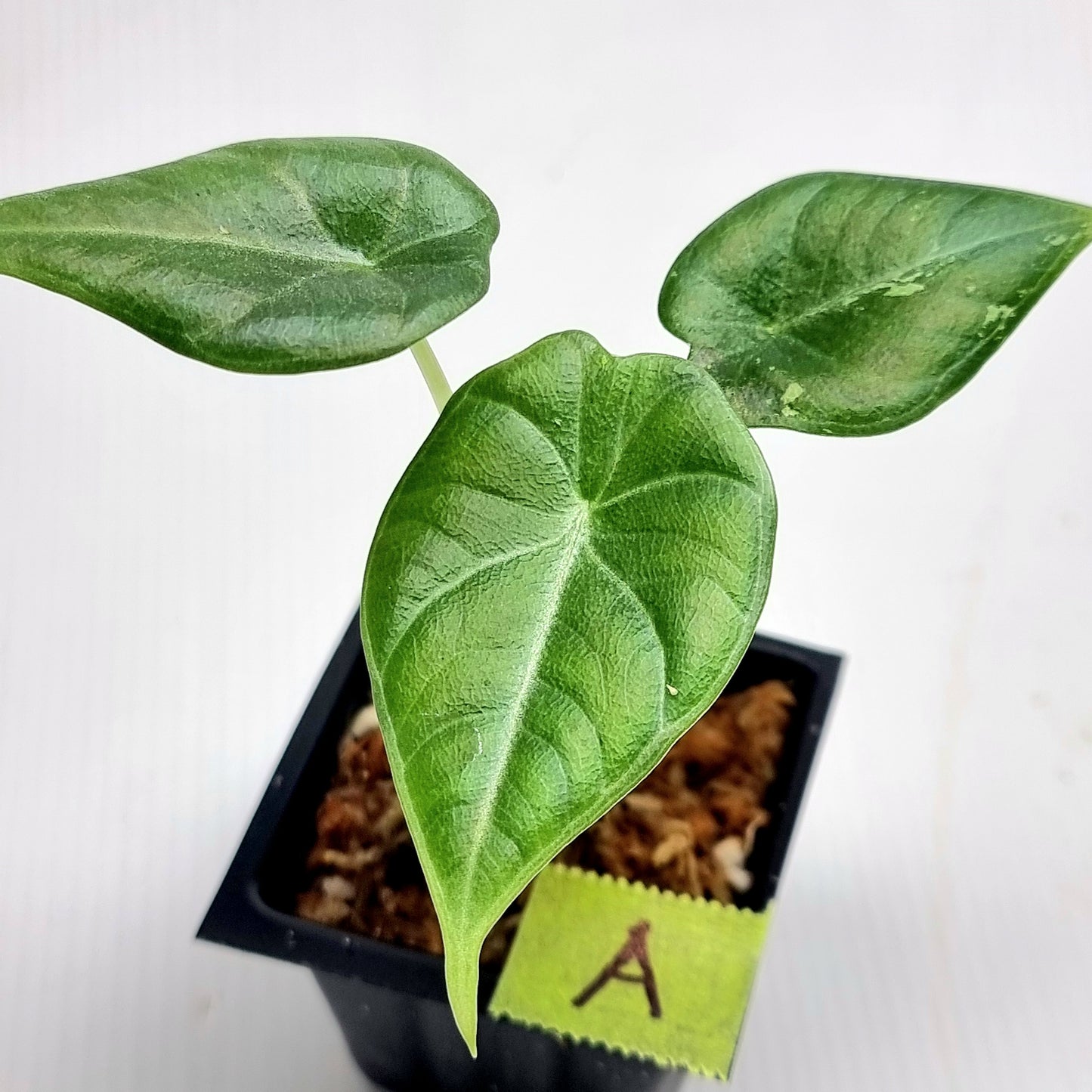 Alocasia Maharani Albo LOW Variegated