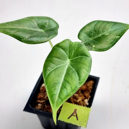 Alocasia Maharani Albo LOW Variegated