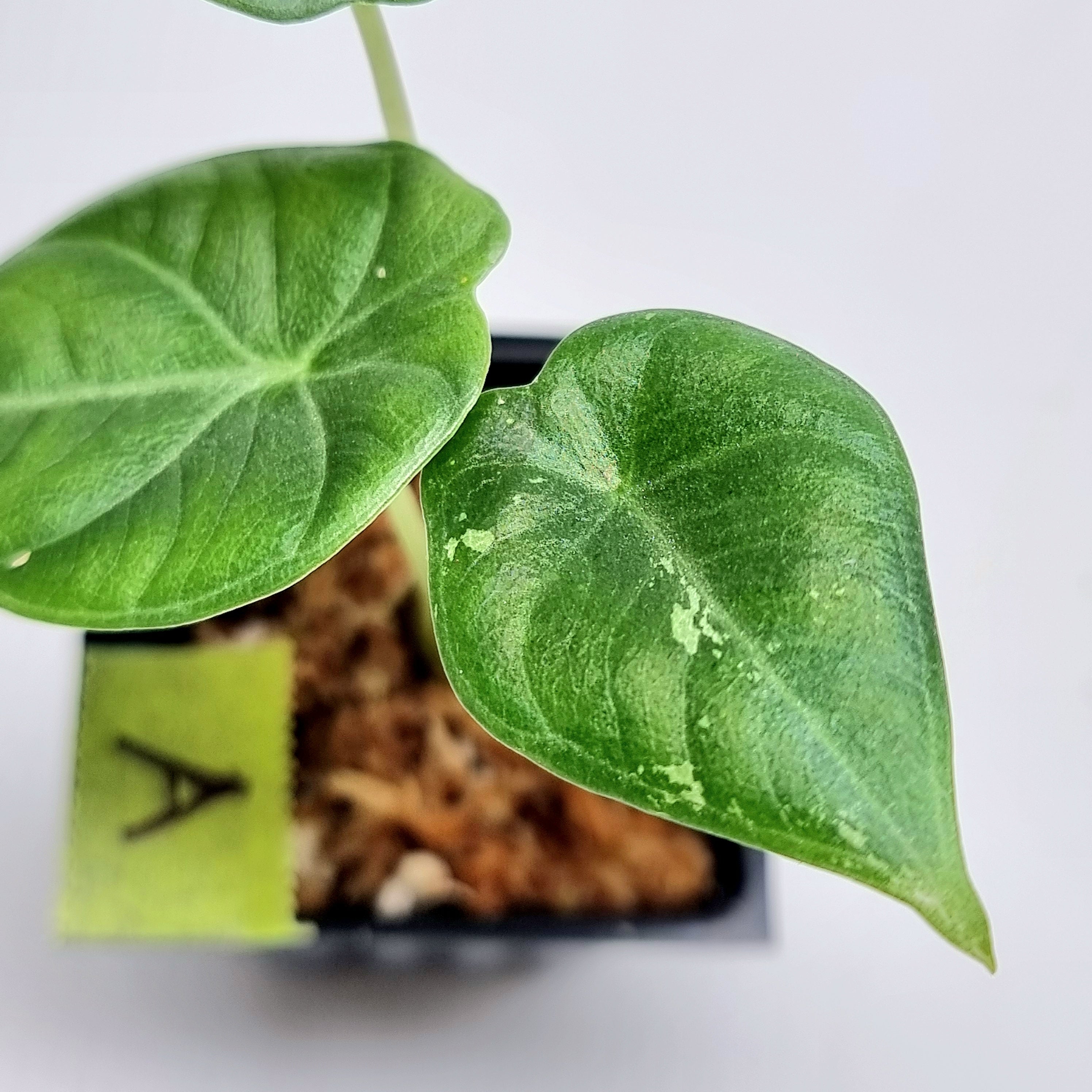 Alocasia Maharani Albo LOW Variegated – Flora Magnifica Australia