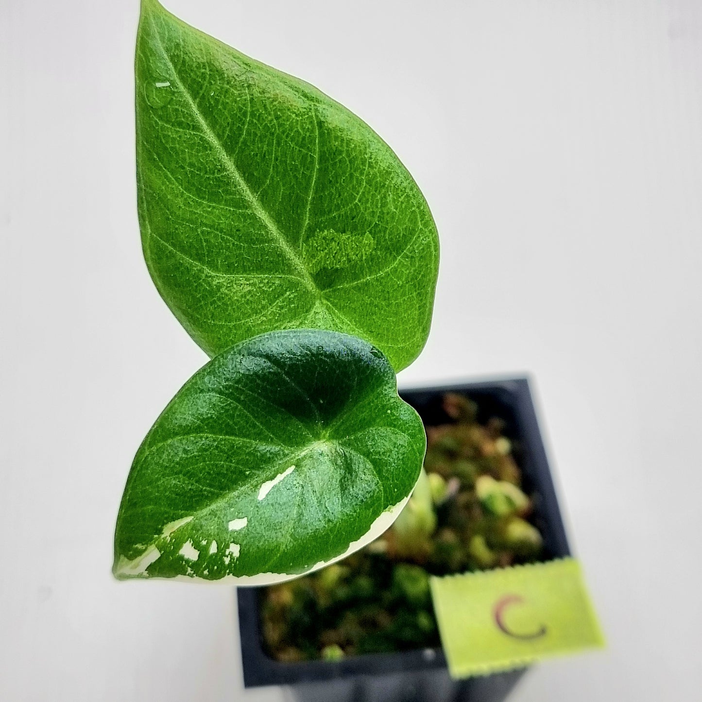 Alocasia Maharani Albo LOW Variegated