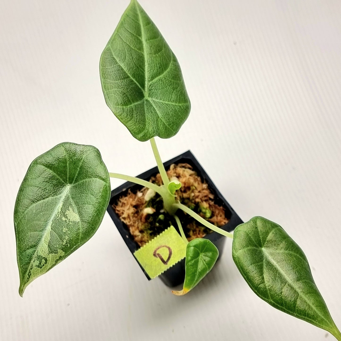 Alocasia Maharani Albo LOW Variegated