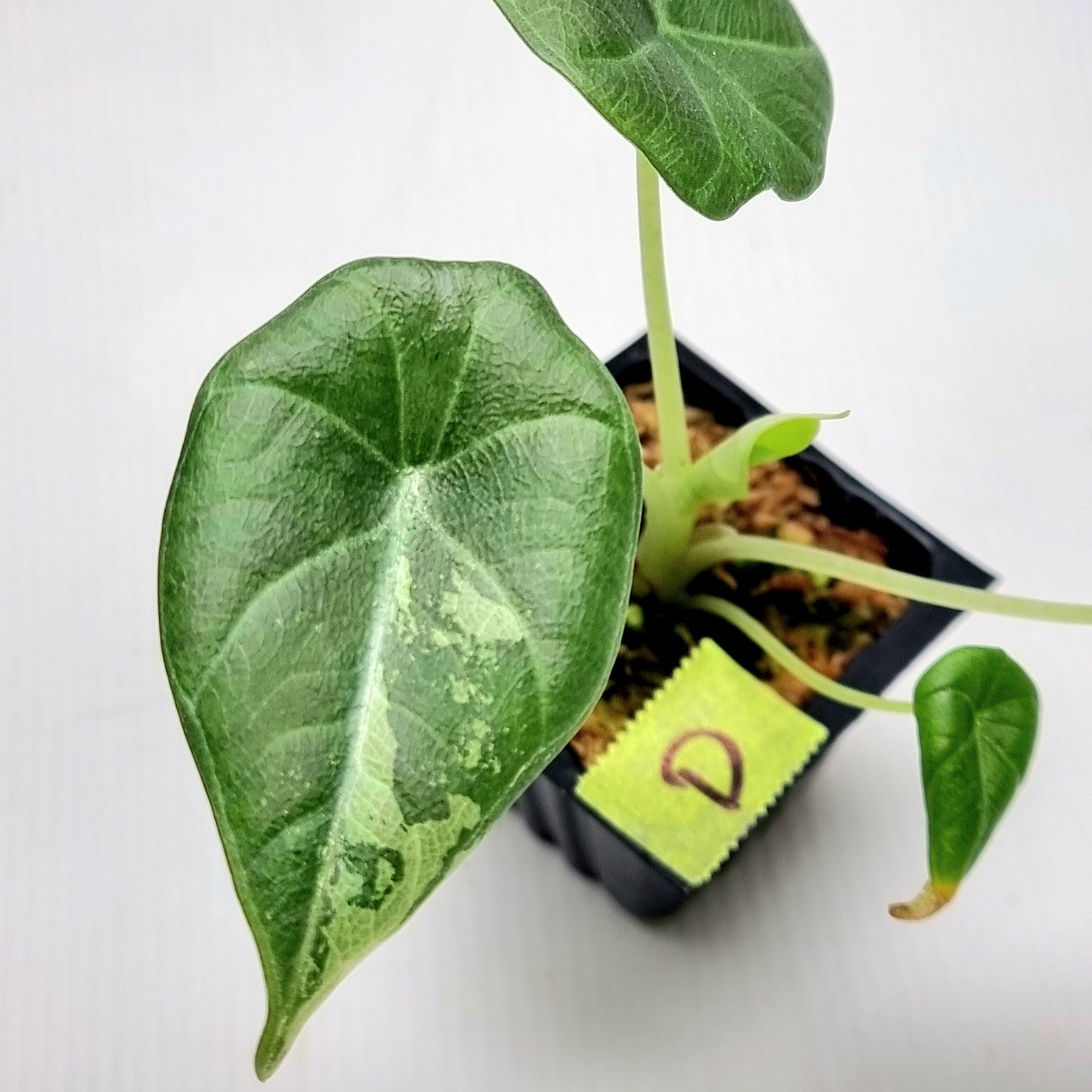 Alocasia Maharani Albo LOW Variegated