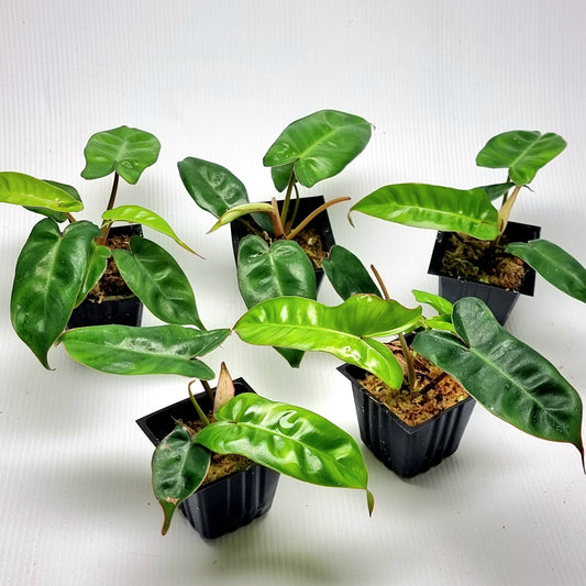 Philodendron Jennifer REVERTED