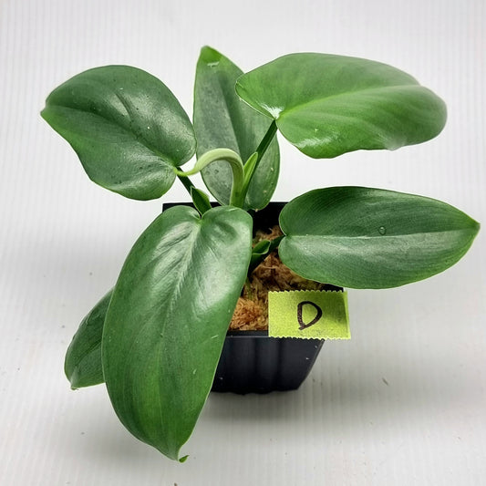 Philodendron bipennifolium Variegated AKA Horsehead Philodendron REVERTED