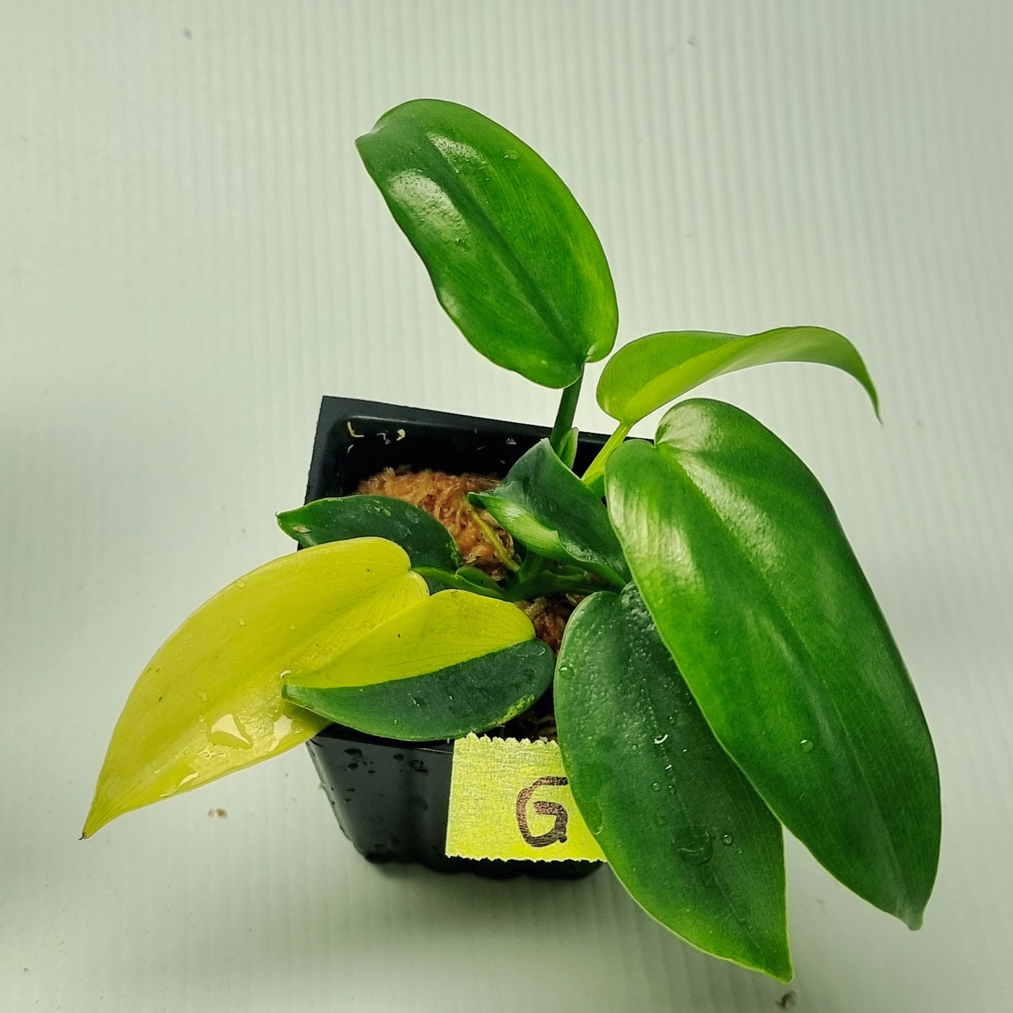 Philodendron bipennifolium Variegated AKA Horsehead Philodendron REVERTED