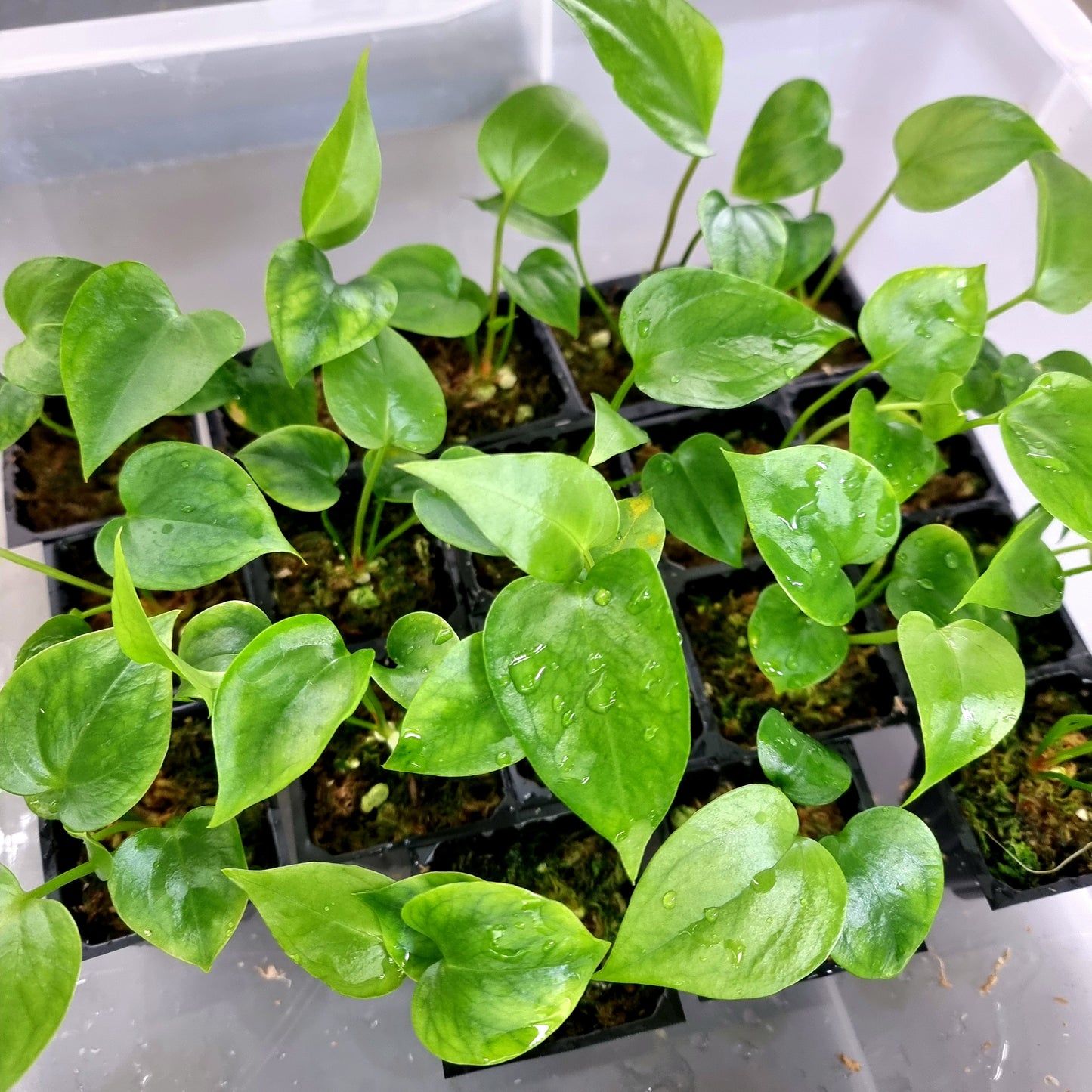 Anthurium foliage (no visible variegation)