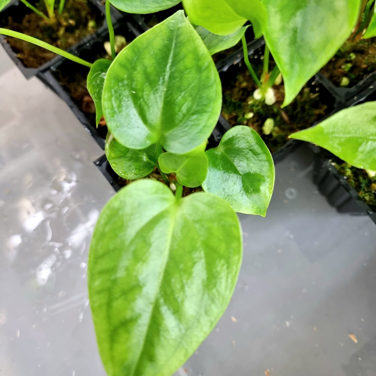 Anthurium foliage (no visible variegation)