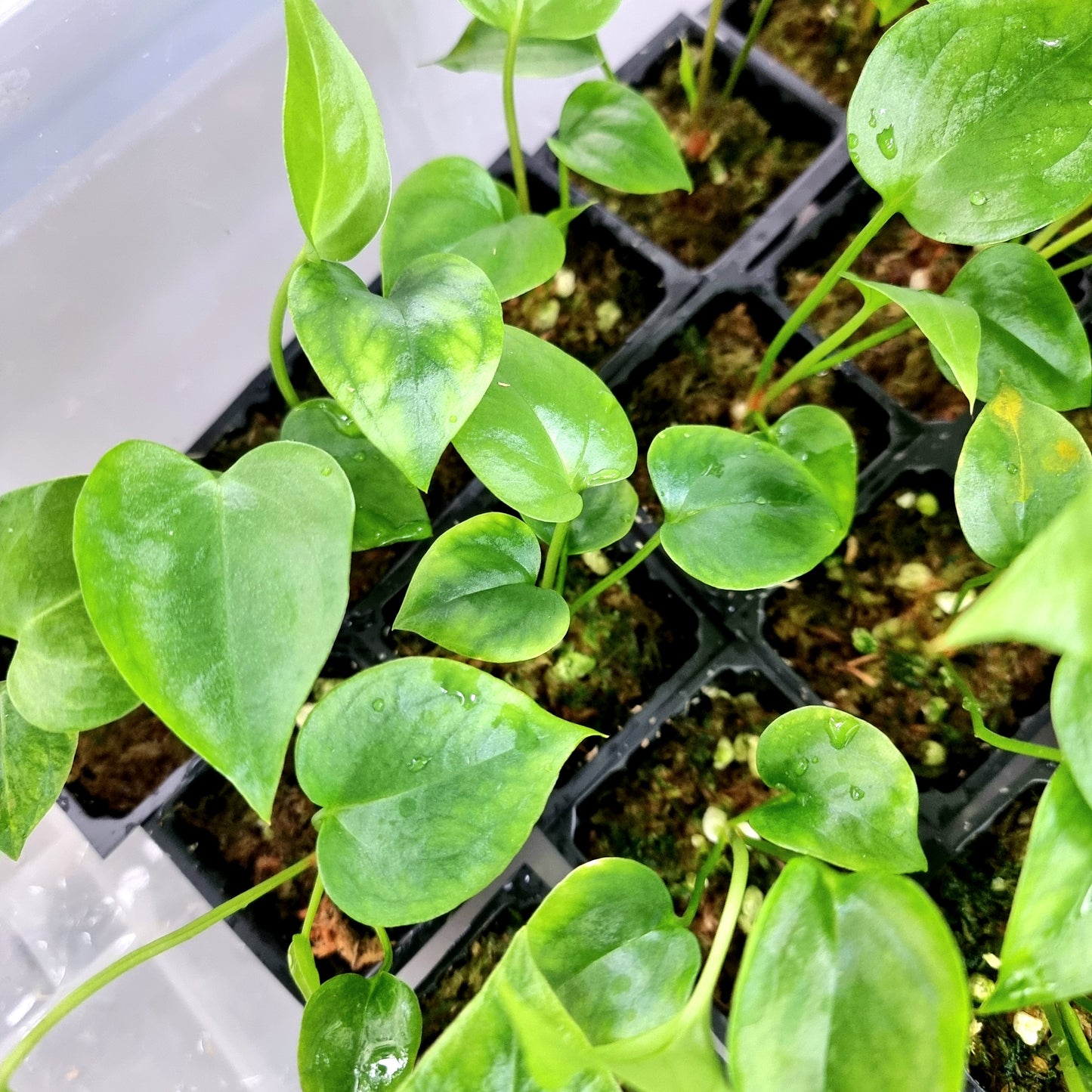 Anthurium foliage (no visible variegation)