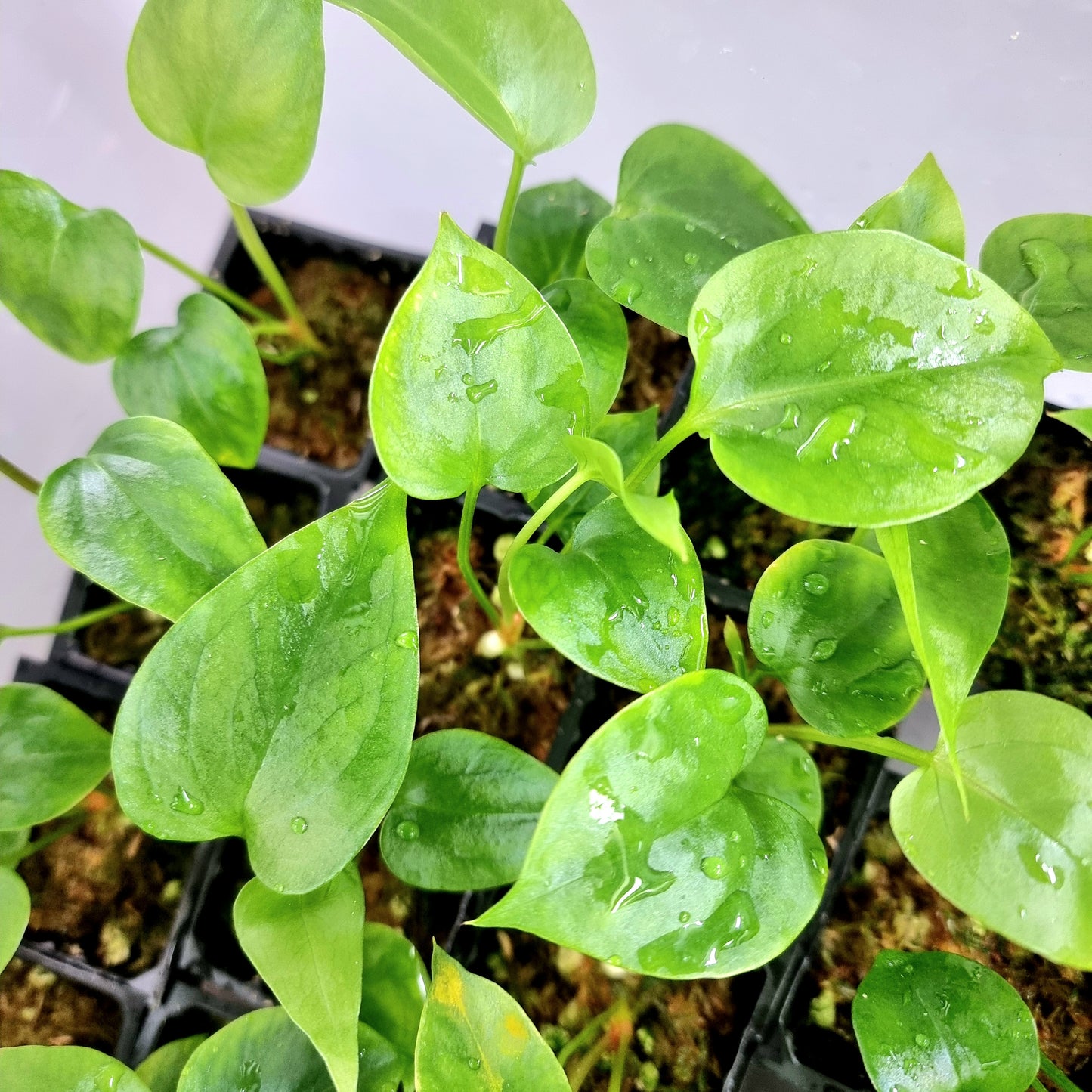 Anthurium foliage (no visible variegation)