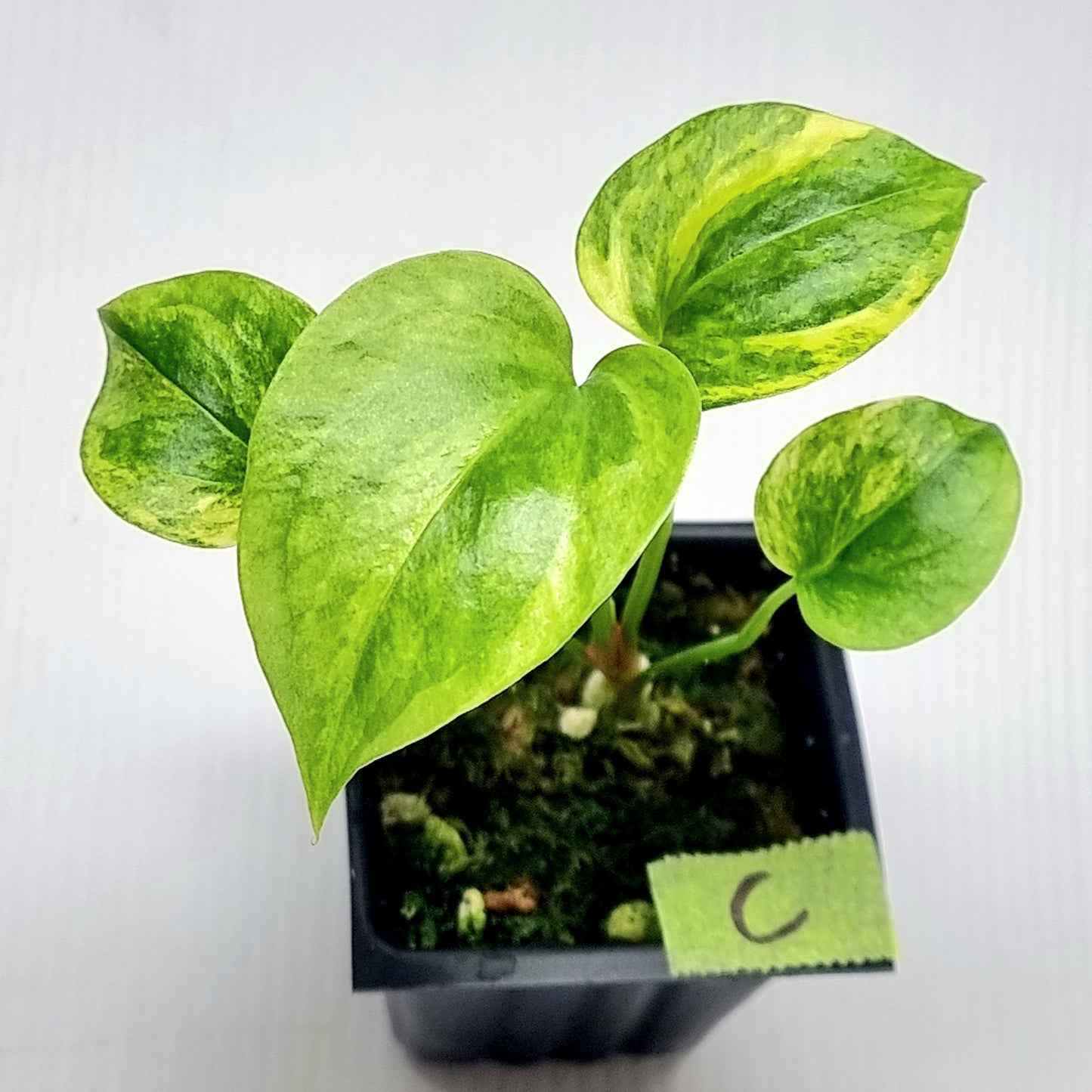 Anthurium Foliage Variegated