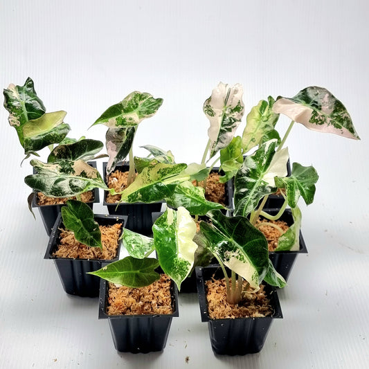 Alocasia Amazonica Polly Pink Variegated