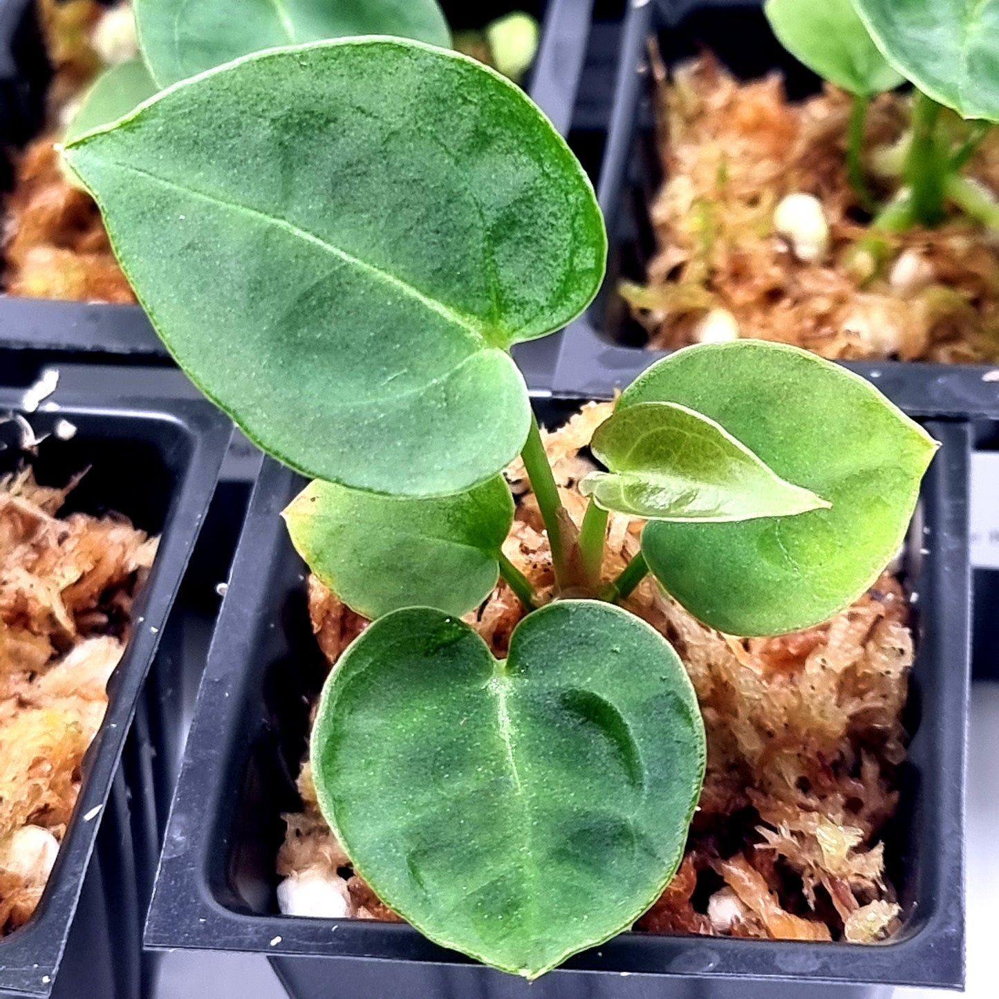 Anthurium Dorayaki X Dark Forgetii x Silver Blush