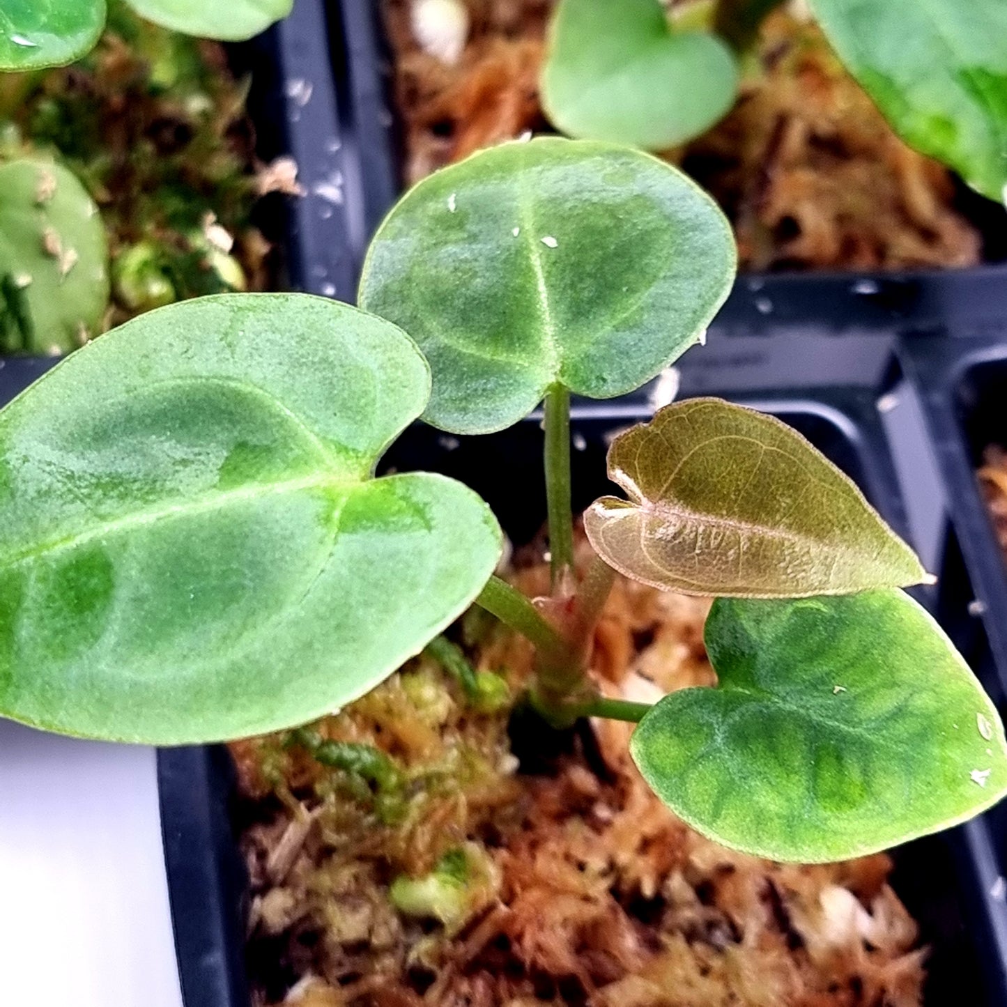 Anthurium Dorayaki X Dark Forgetii x Silver Blush