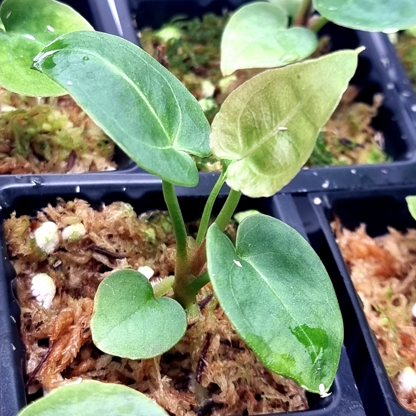 Anthurium Dorayaki X Dark Forgetii x Silver Blush
