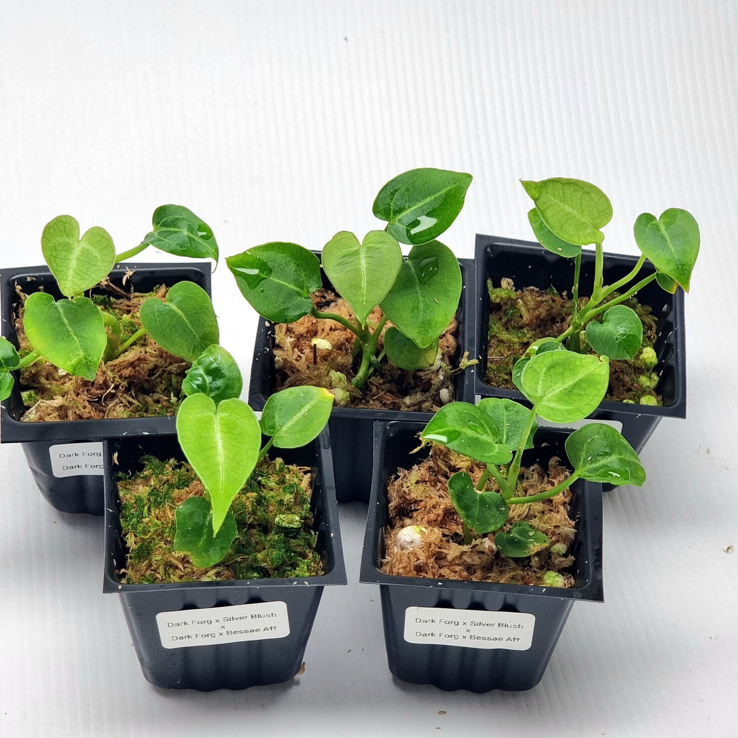 Anthurium Dark Forgetii x Silver Blush X Dark Forgetii x Bessae Aff