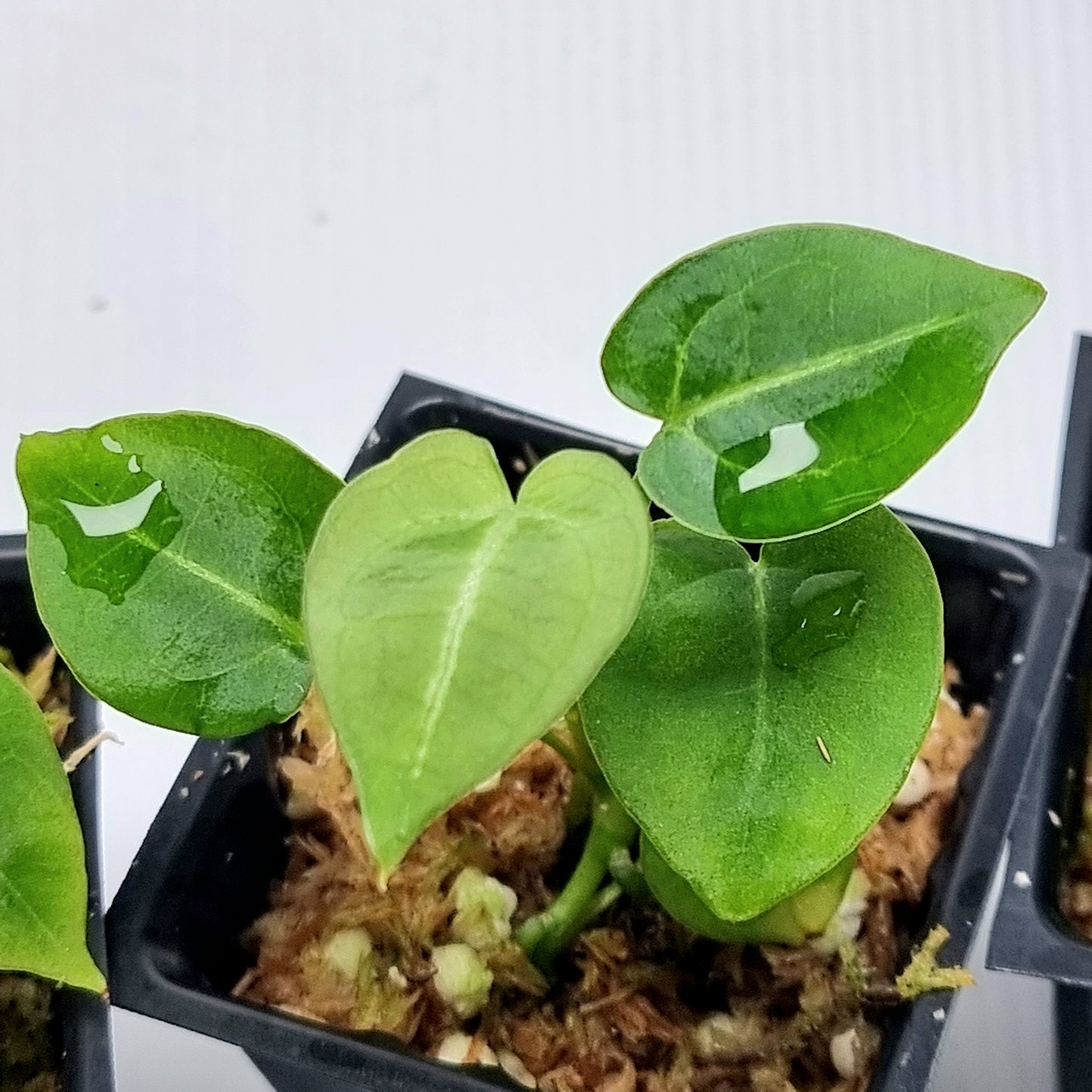 Anthurium Dark Forgetii x Silver Blush X Dark Forgetii x Bessae Aff