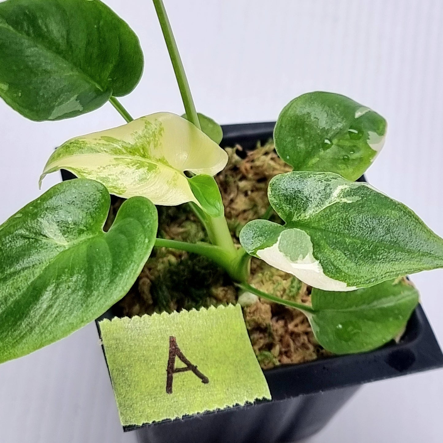 Philodendron goeldii Albo Variegated