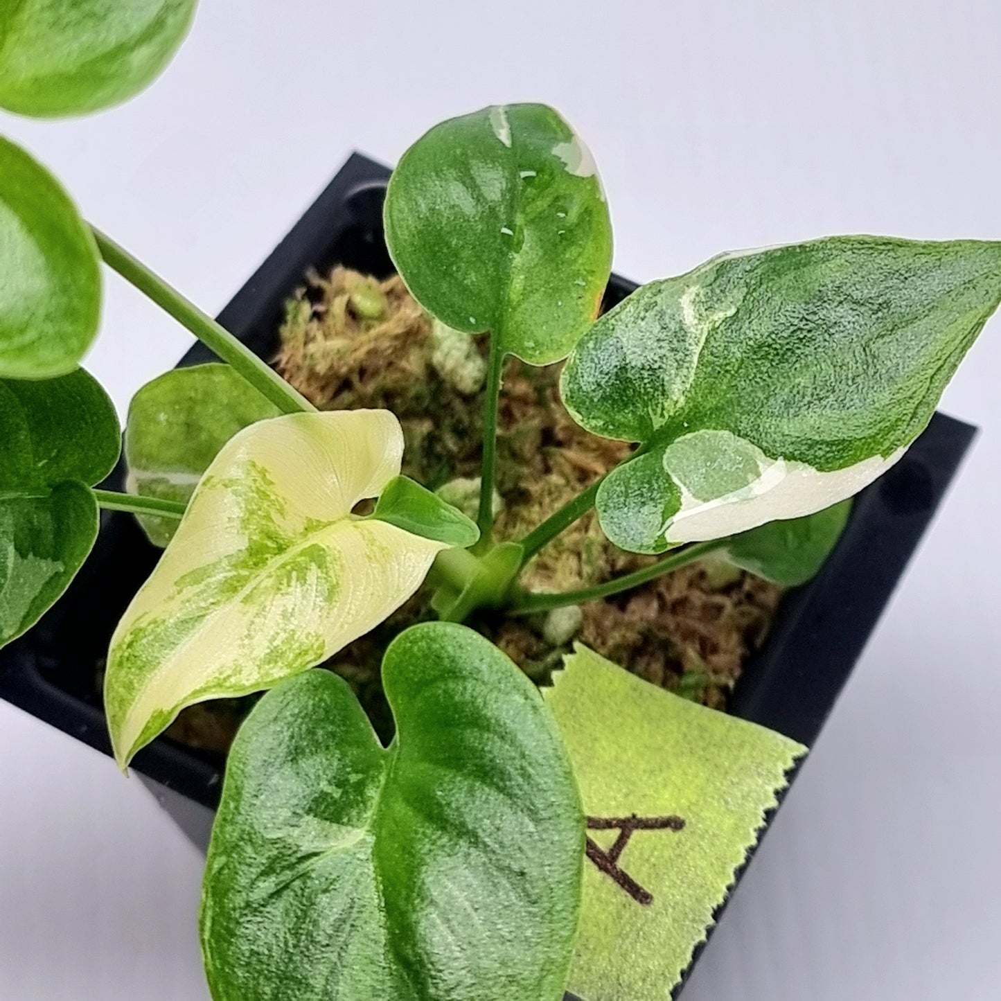 Philodendron goeldii Albo Variegated