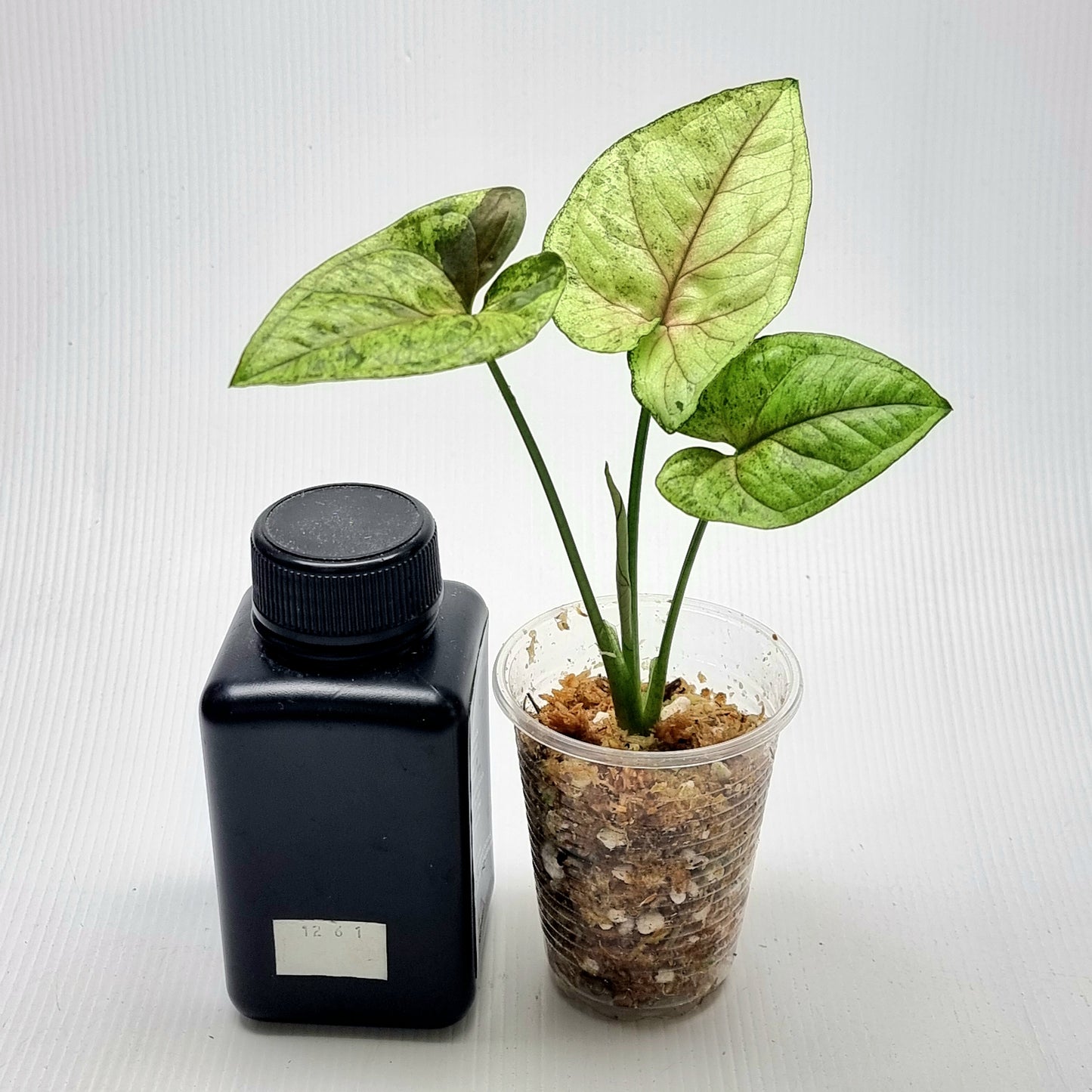 Syngonium Matcha Sprinkle