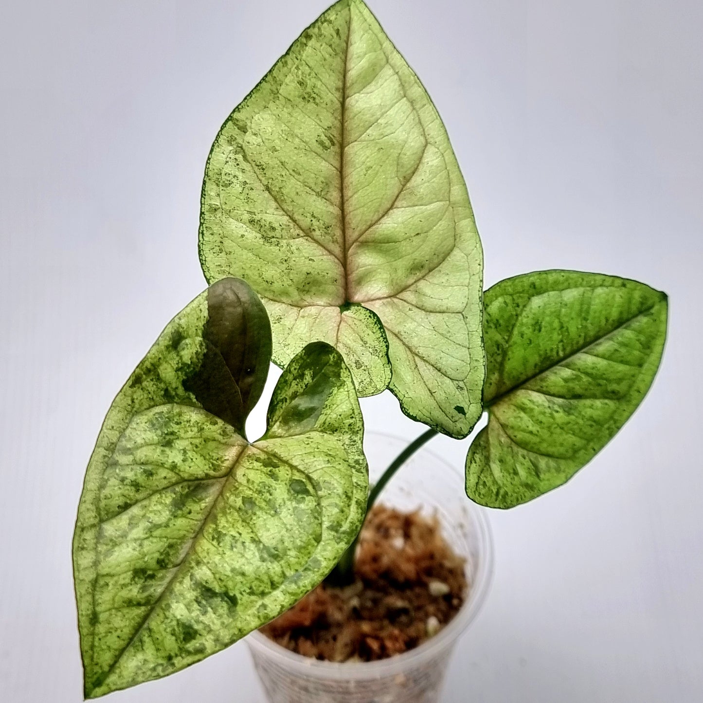 Syngonium Matcha Sprinkle