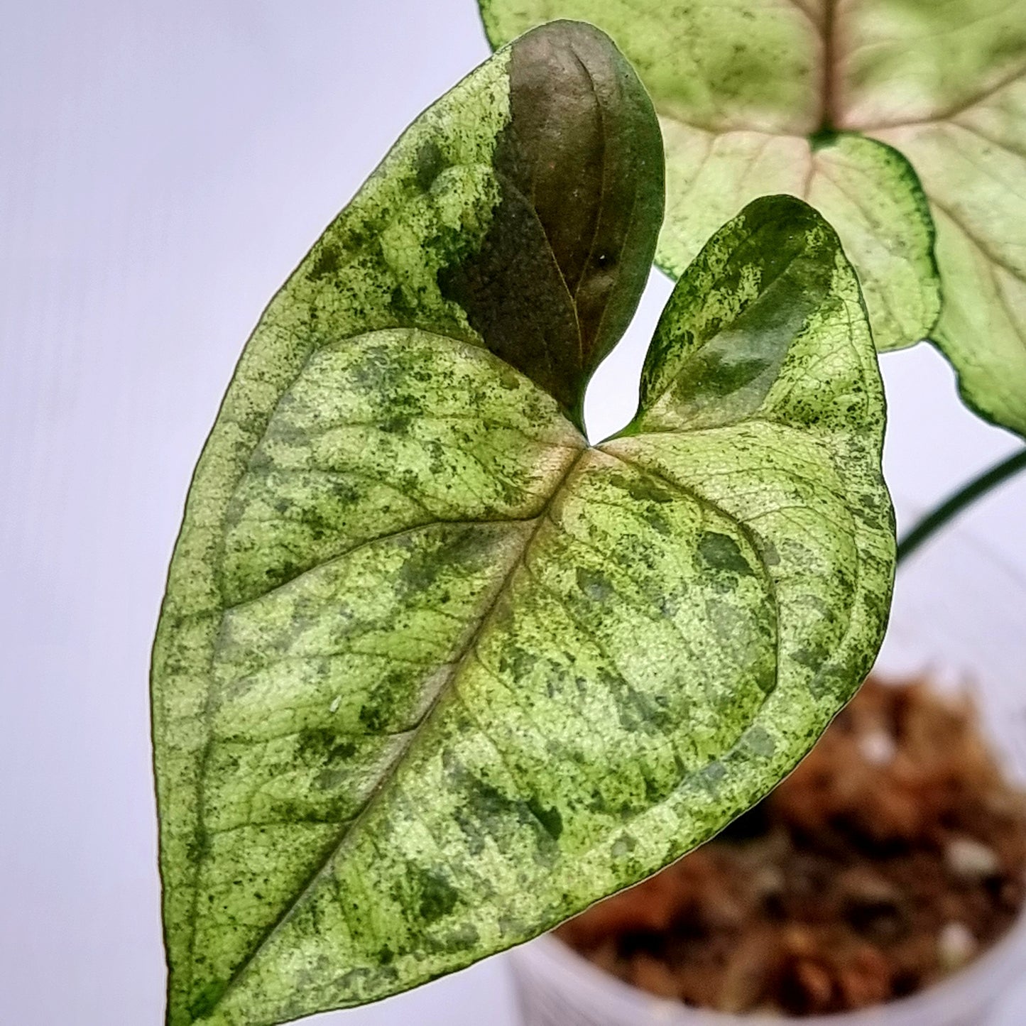 Syngonium Matcha Sprinkle