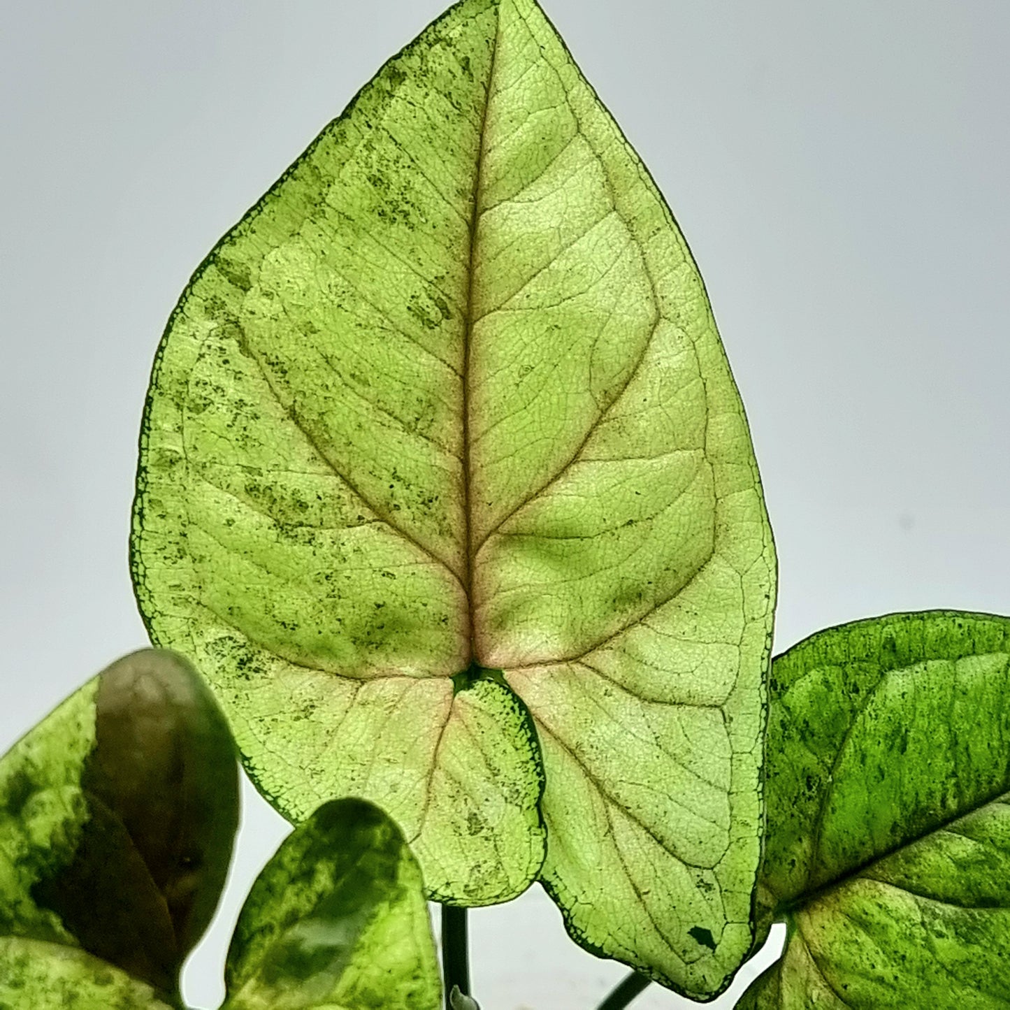 Syngonium Matcha Sprinkle