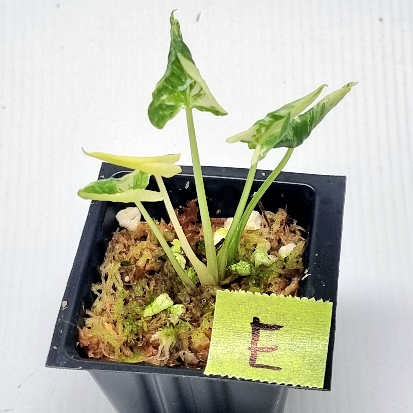 Alocasia triangularis Albo Variegated
