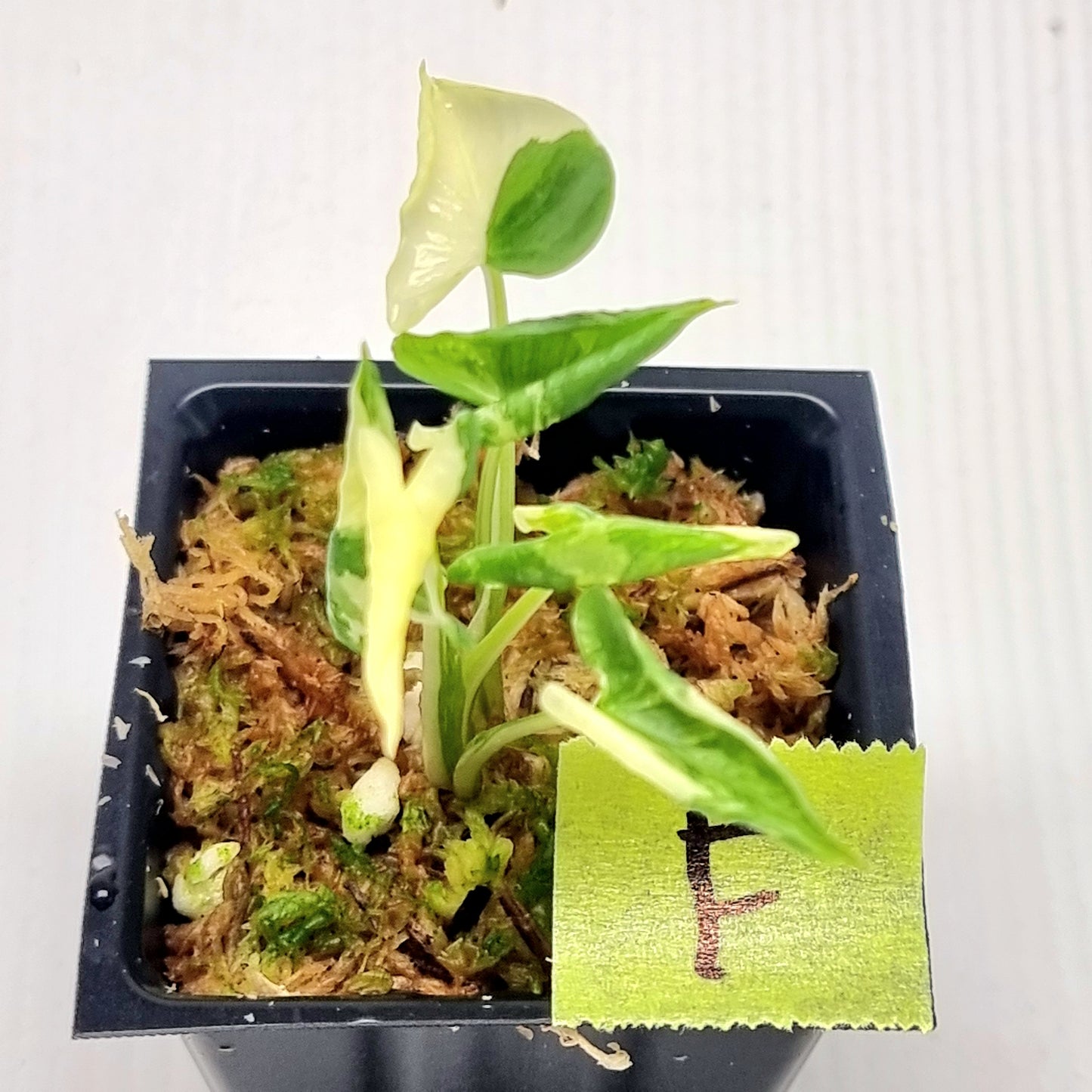 Alocasia triangularis Albo Variegated