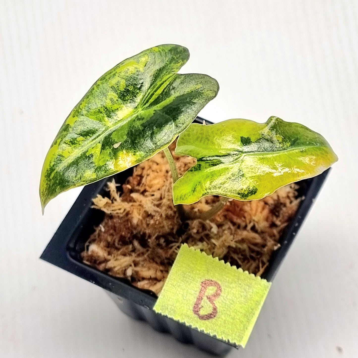 Alocasia sanderiana "Nobilis" Aurea Variegated