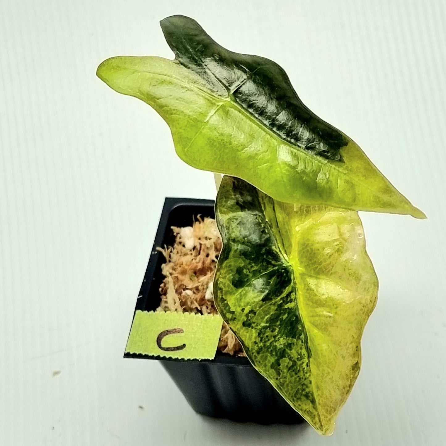 Alocasia sanderiana "Nobilis" Aurea Variegated