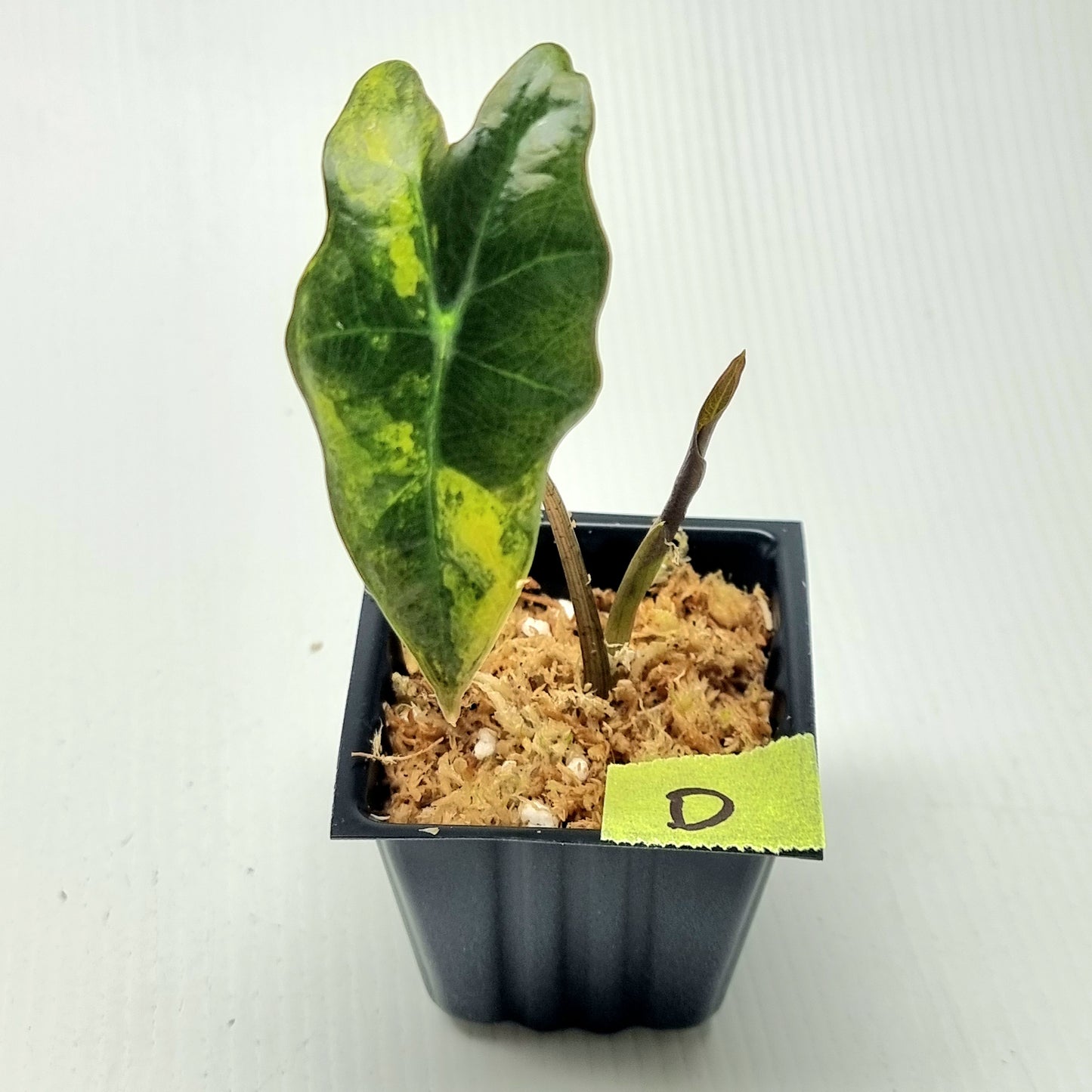 Alocasia sanderiana "Nobilis" Aurea Variegated