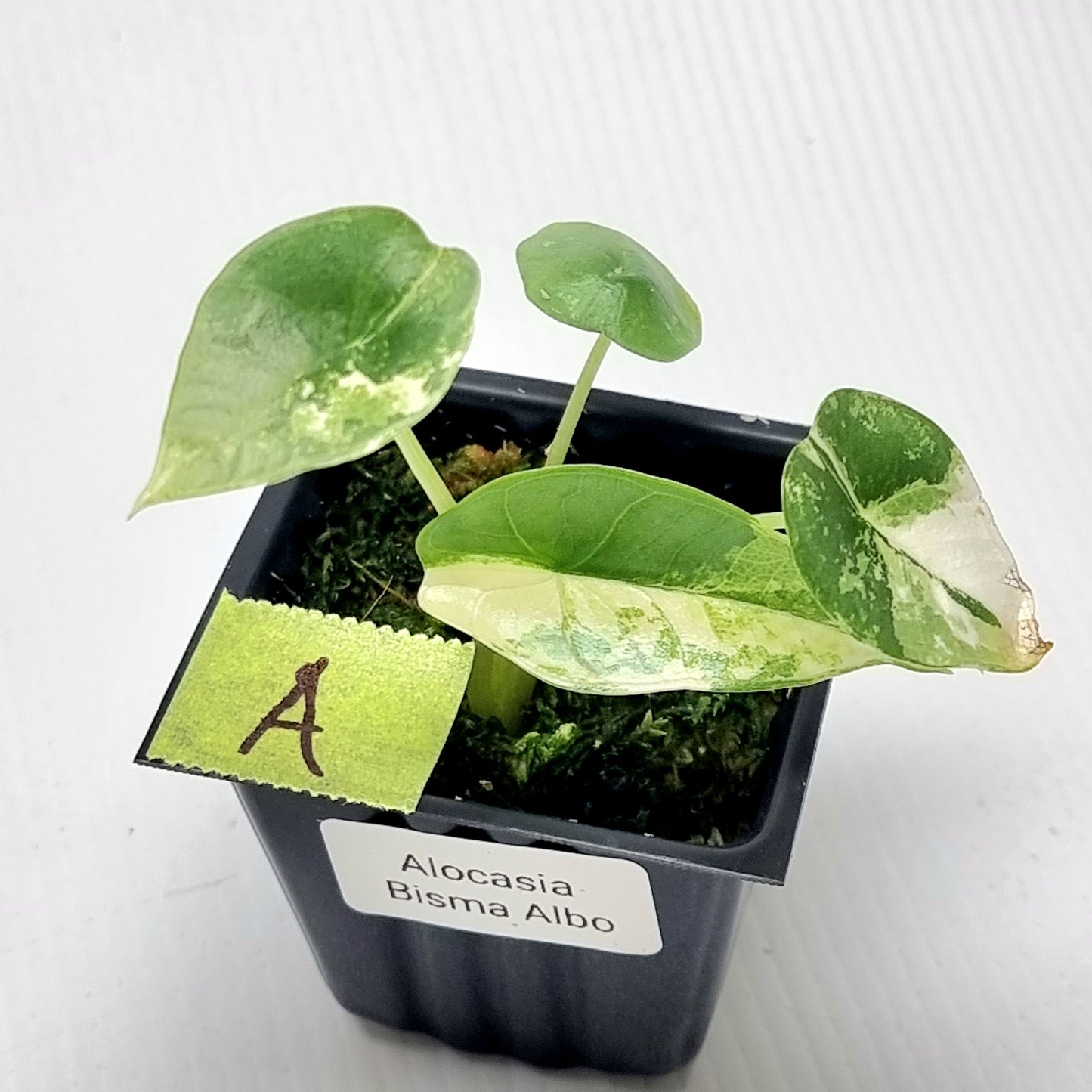Alocasia Platinum/Bisma Albo Variegated