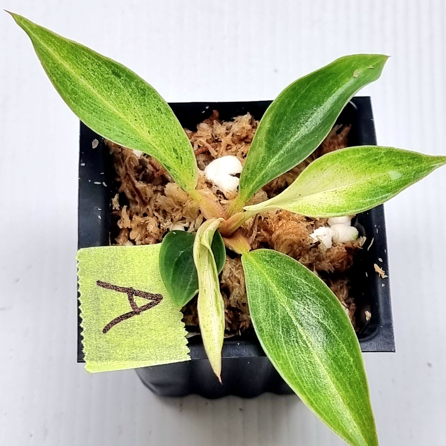 Philodendron Caramel Pink Mint / Strawberry Mint