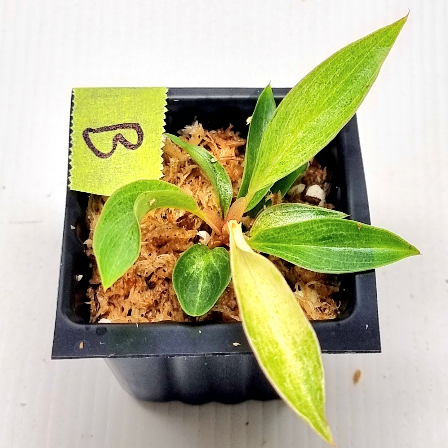 Philodendron Caramel Pink Mint / Strawberry Mint