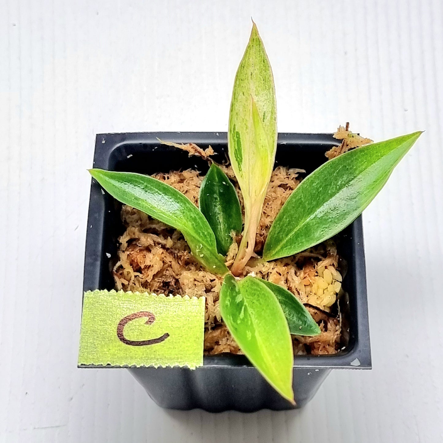 Philodendron Caramel Pink Mint / Strawberry Mint