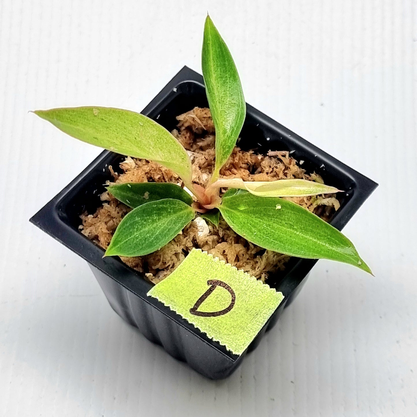 Philodendron Caramel Pink Mint / Strawberry Mint