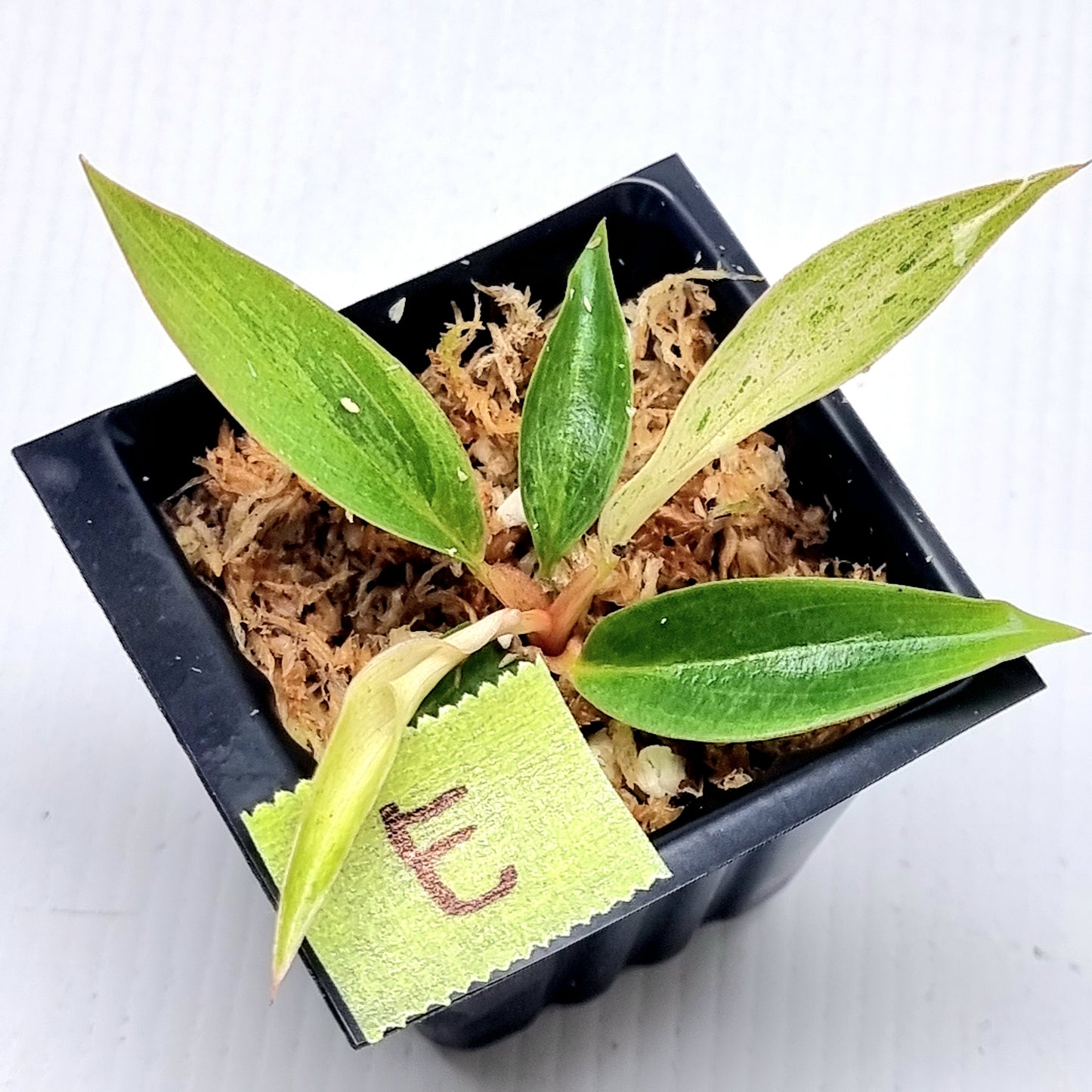 Philodendron Caramel Pink Mint / Strawberry Mint