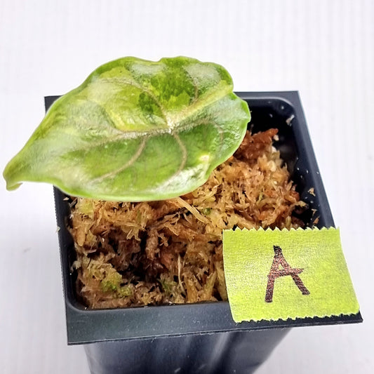 Alocasia azlanii Aurea Variegated