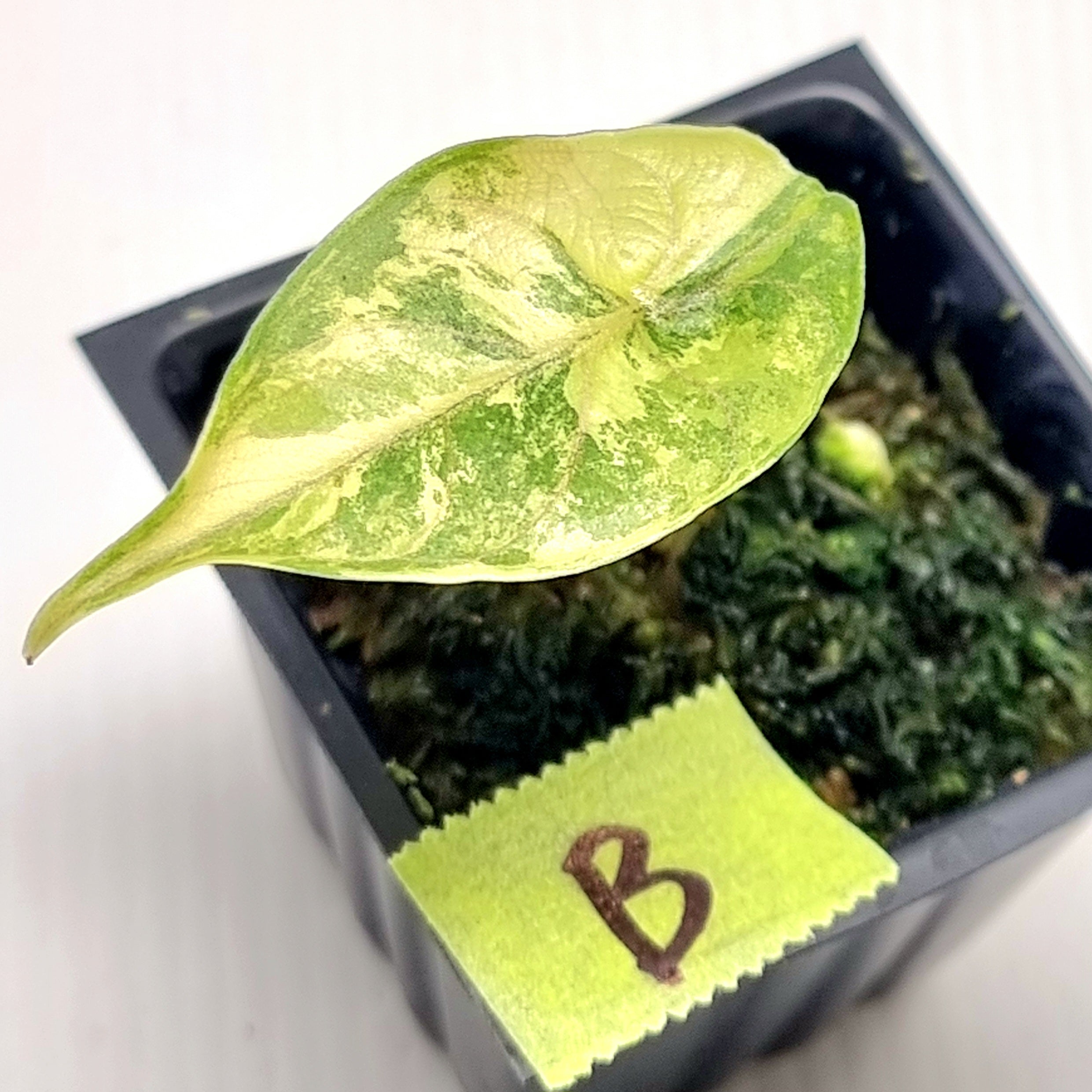 Alocasia azlanii Aurea Variegated – Flora Magnifica Australia