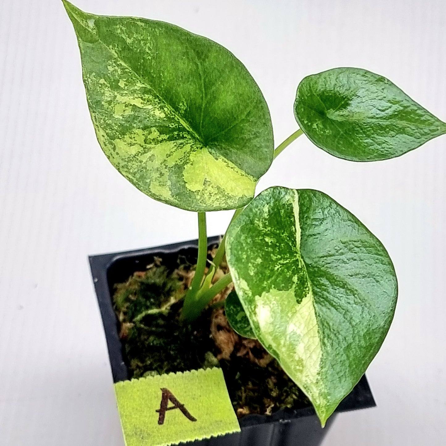 Alocasia sinuata Albo LOW Variegated