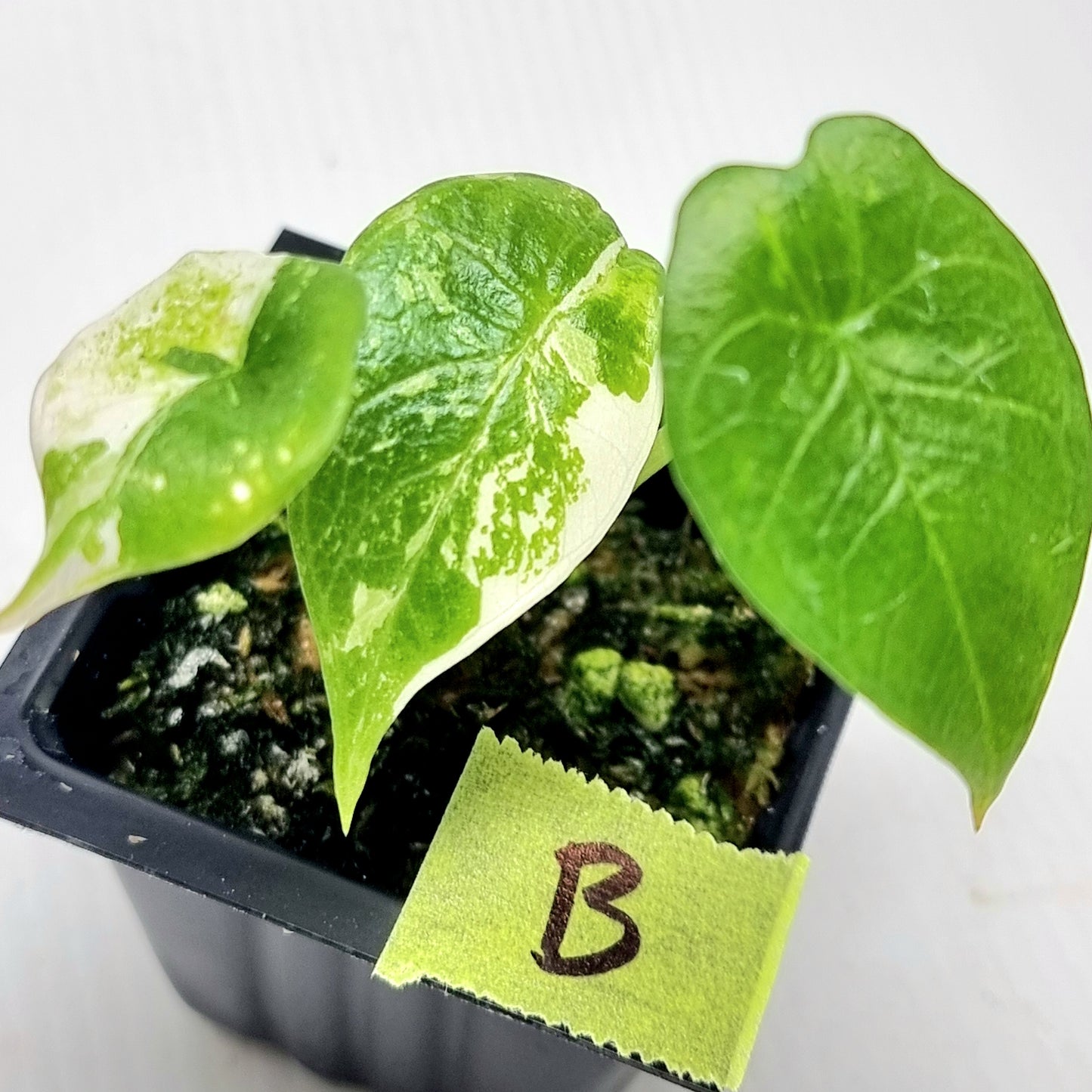 Alocasia scalprum Albo Variegated